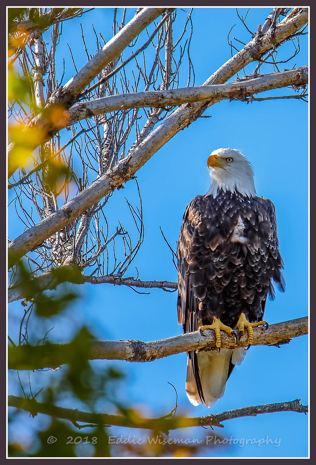 AMERICAN BALD EAGLE Waltham, MA 10/18