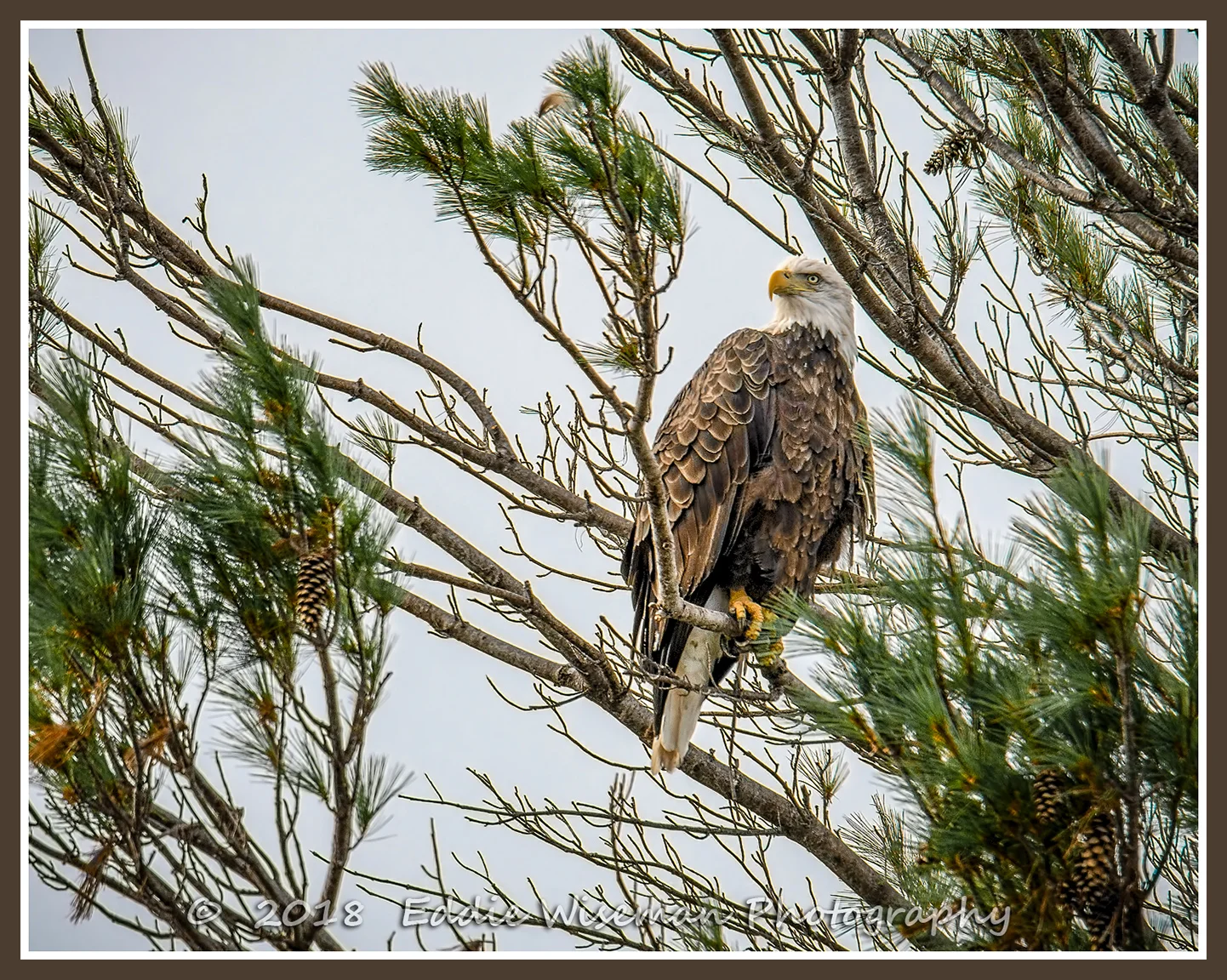 AMERICAN BALD EAGLE Webster Lake NH 9/18