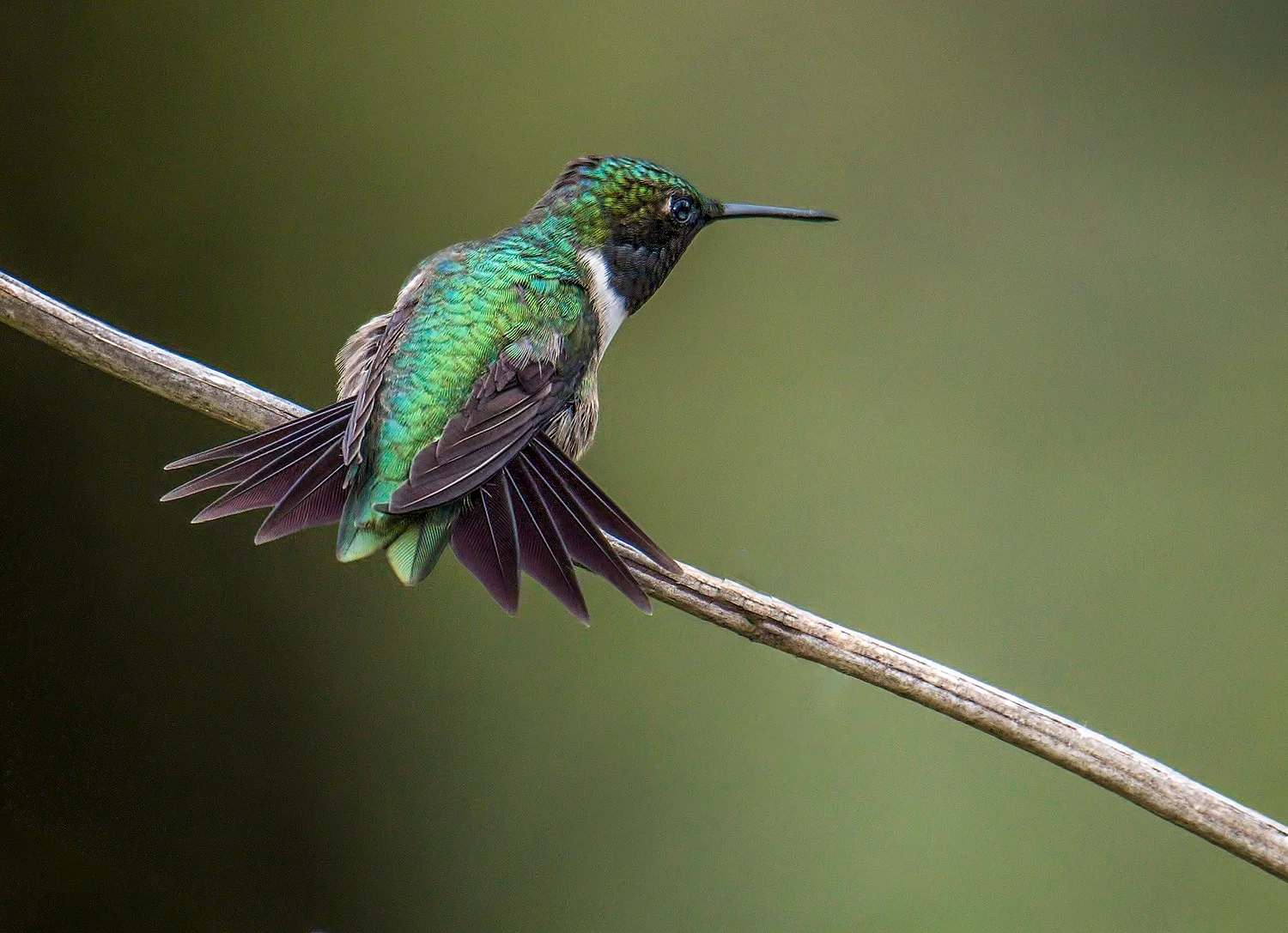 Male RUBY-THROAT HUMMINGBIRD Andover, MA 2017