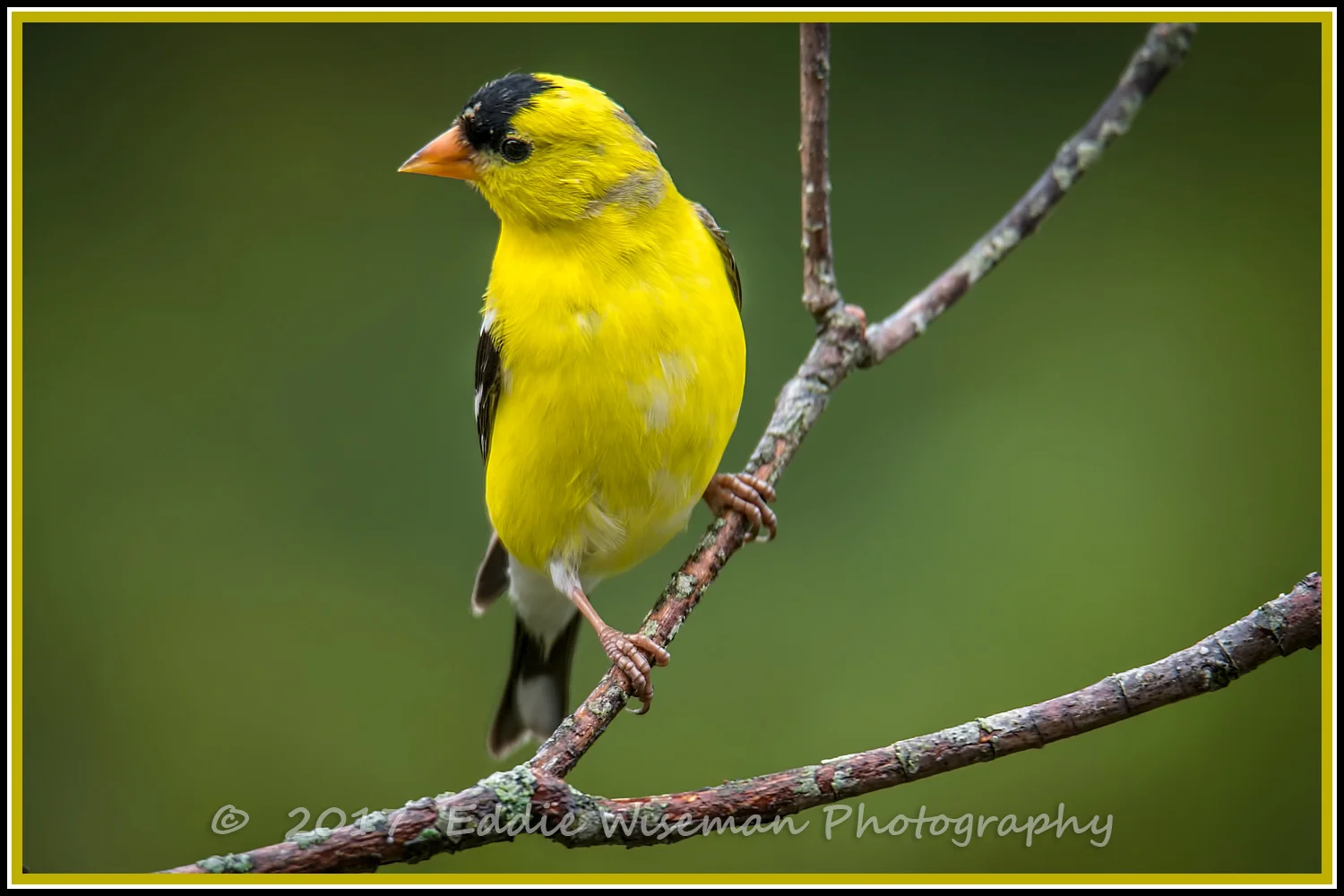 Male GOLDFINCH Andover, MA 5/17