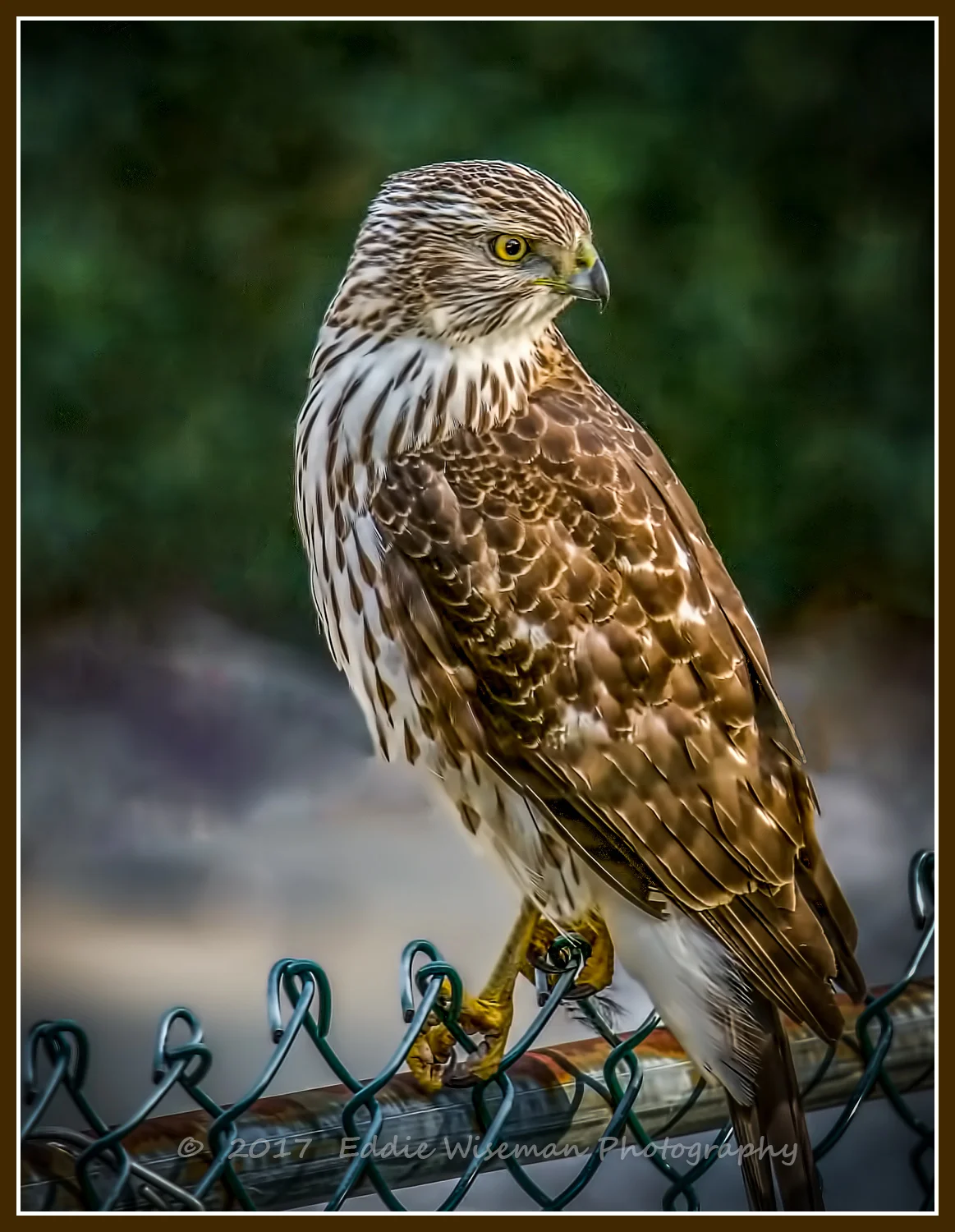 COOPERS HAWK on a FENCE Andover, MA 2017