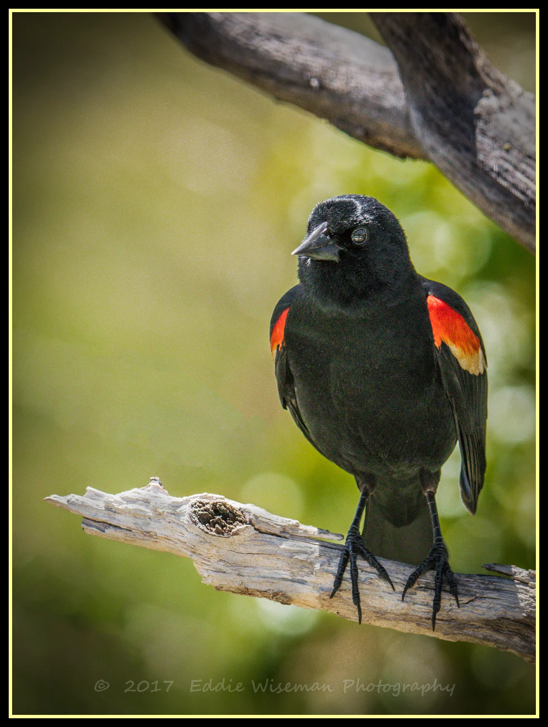 Male RED-WING CLACKBIRD Andover, MA 2017