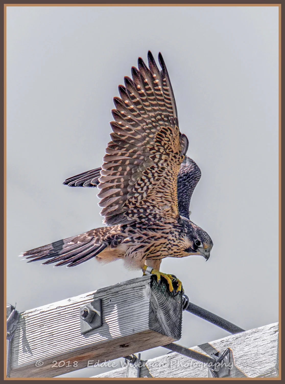 PEREGRINE FALCON..Ready for flight! Woburn, MA 2018