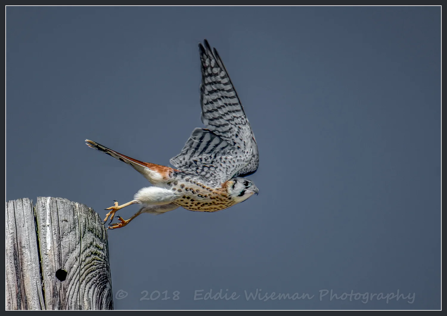 AMERICAN KESTREL on a LAUNCH Medford, MA 2018