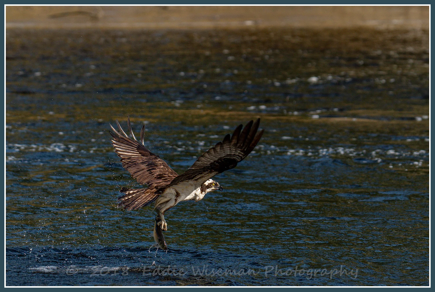 OSPREY with CATCH MAINE 2018