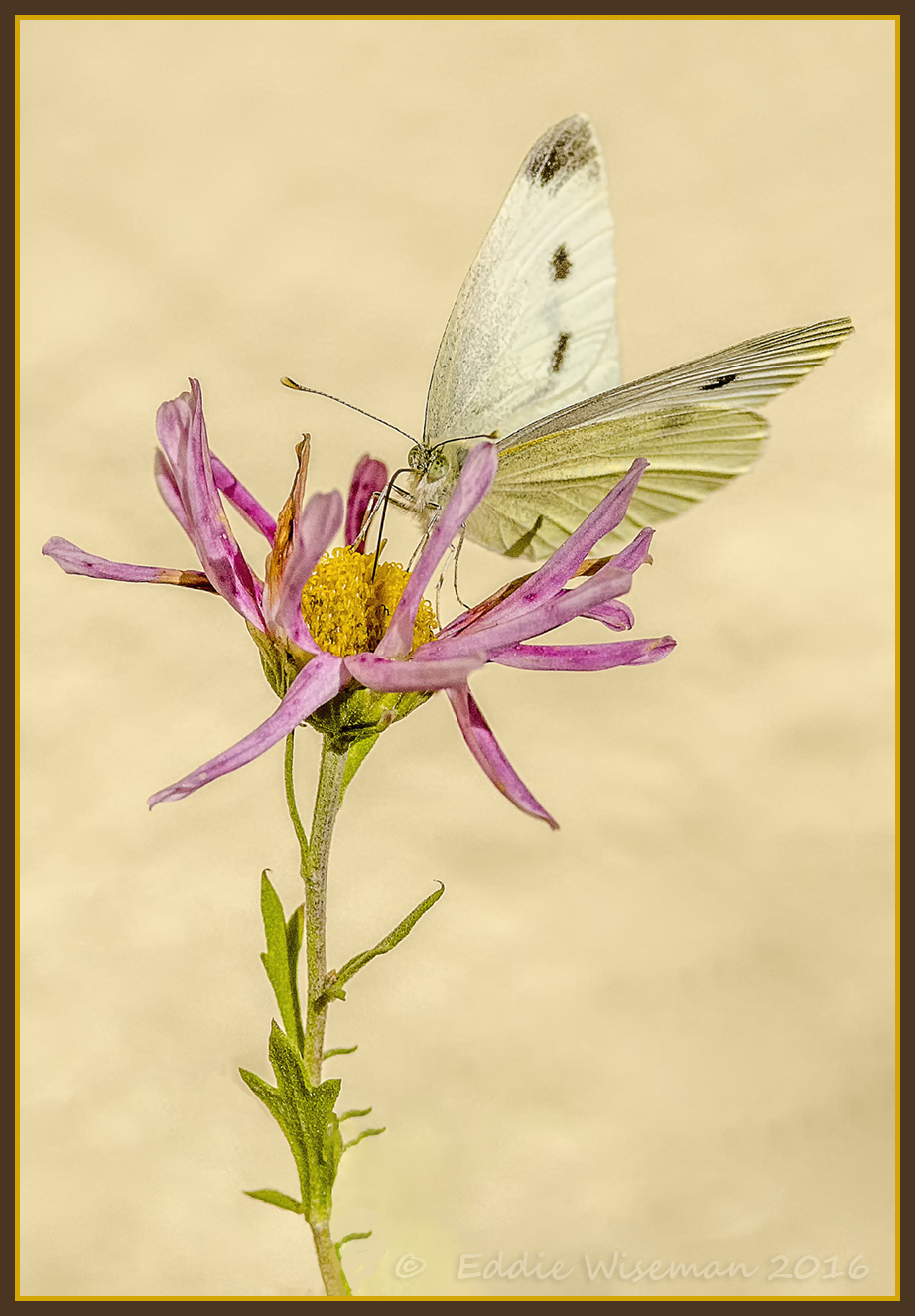 Cabbage Butterfly on a wilted Flower 2016