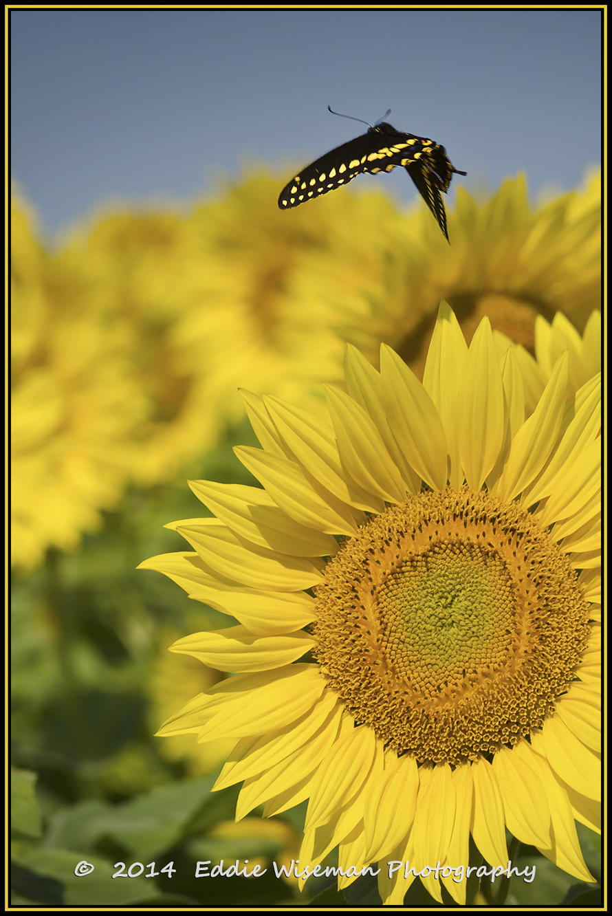 Surveying the Sunflowers 2015