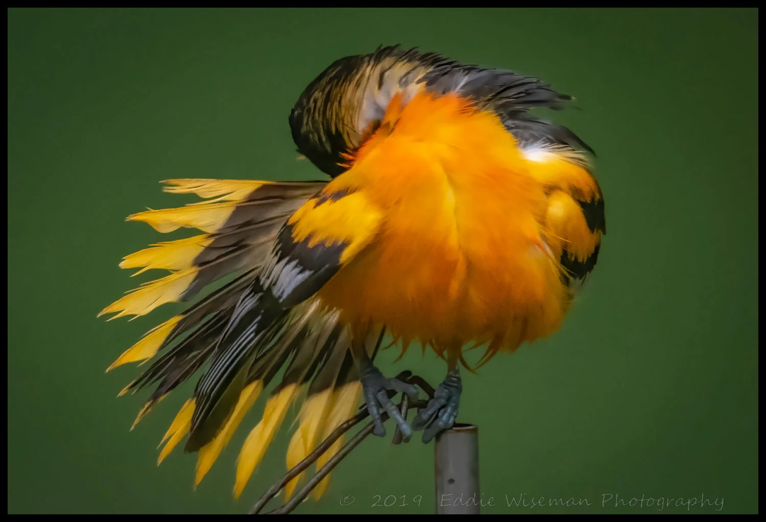 Baltimore Oriole Preening 2019 Andover, MA
