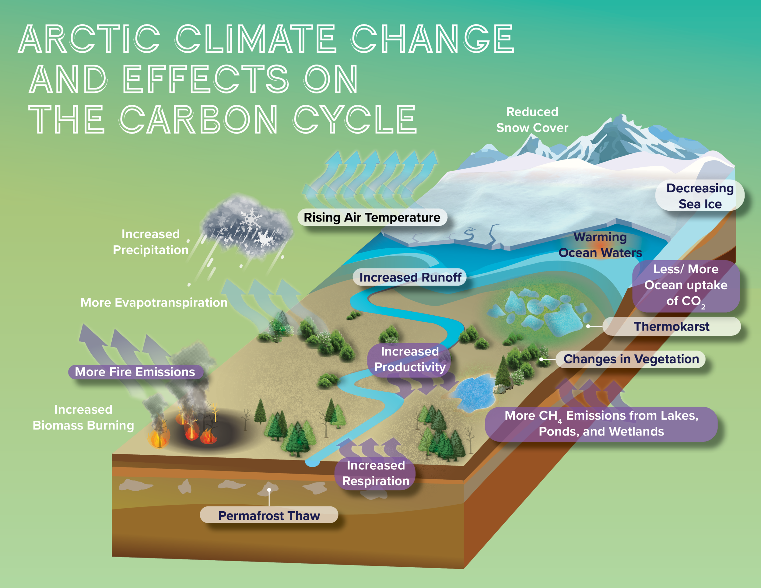 Artic Carbon Cycle Figure (3).png