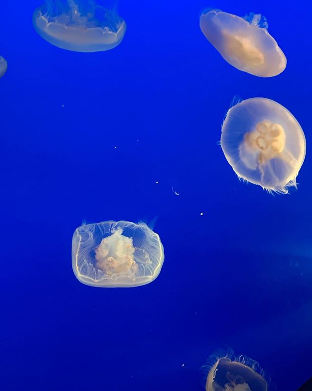 No filter, no edit. It&rsquo;s just perfect as it is. #jellyfish