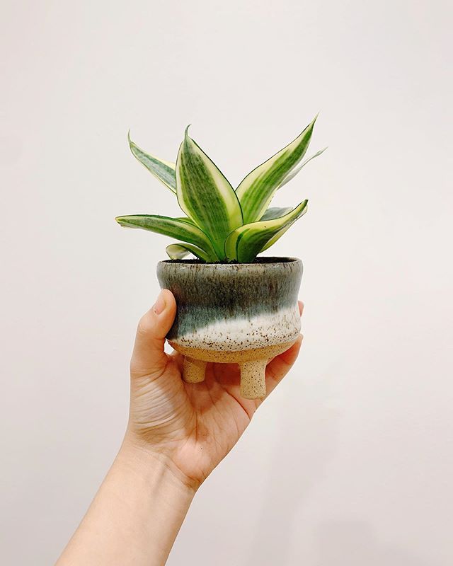 First (and last) handmade pot this year! I am glad that the mini snake plant looks so well on it🥰🥰 #ceramics #snakeplant