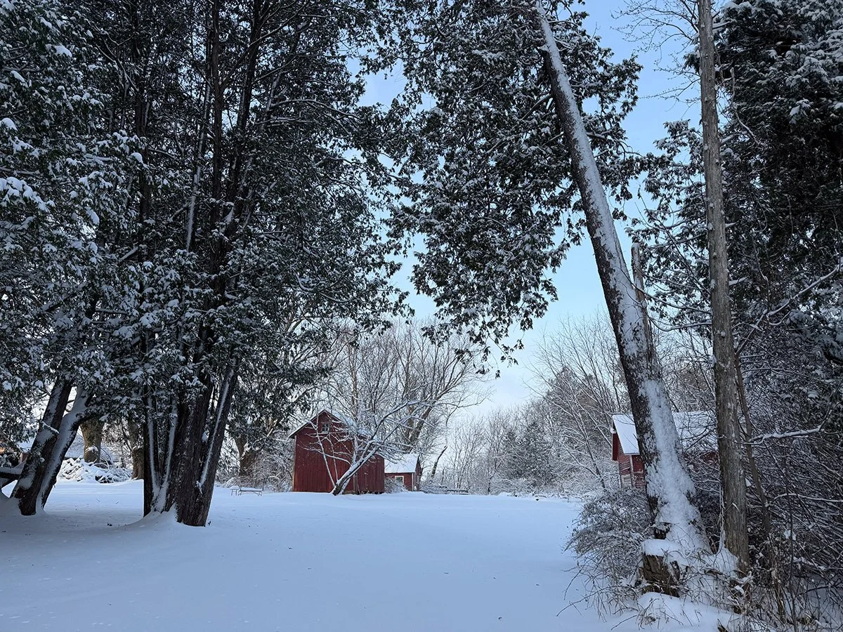 A snow covered rural homestead with white painted outbuildings surrounded by trees