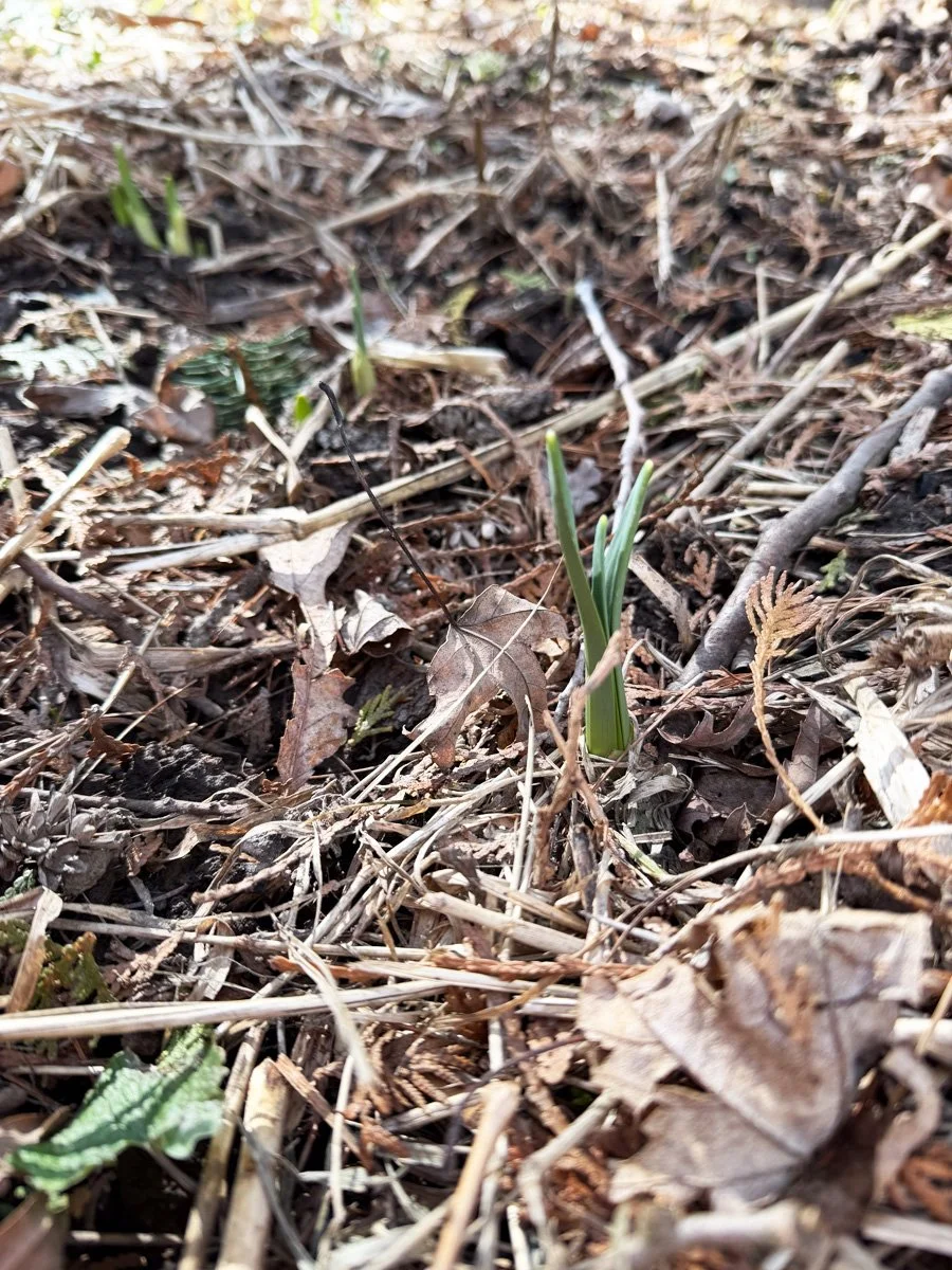 daffodil shoots pushing up out of the spring ground