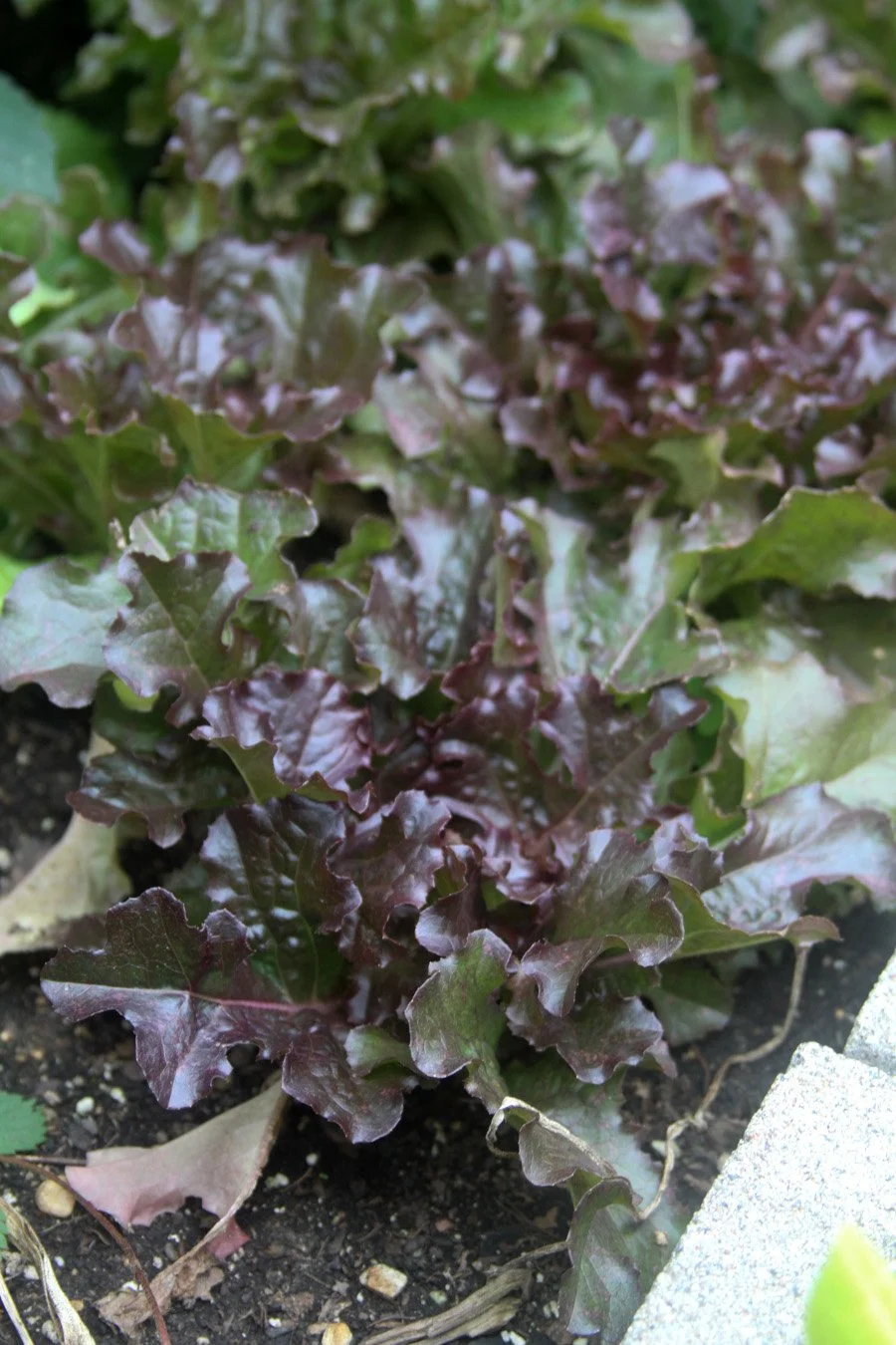 Deep reddish brown lettuce leaves are beautifully ruffled