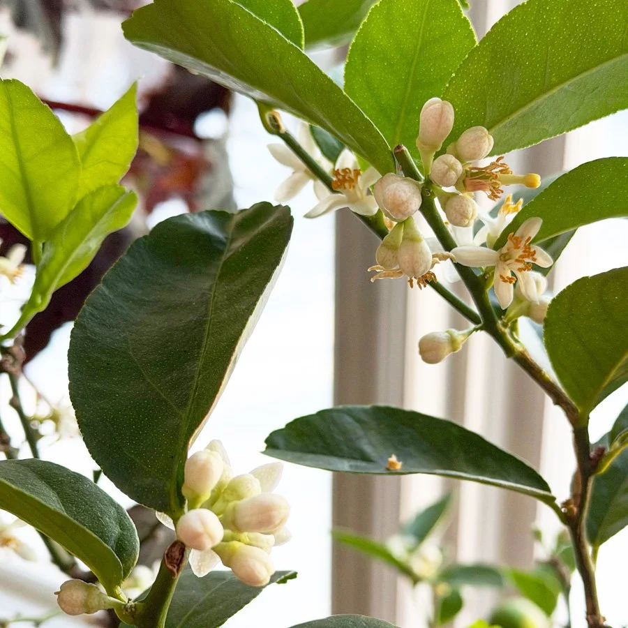 flowers and buds on a key lime tree brighten the winter windowsill