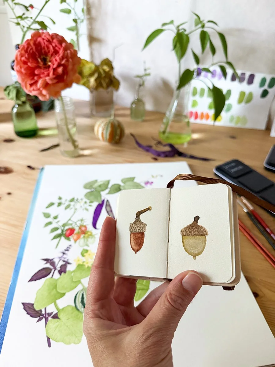 tiny acorn watercolor sketches in a tiny sketchbook in the studio of botanical watercolor artist Anne Butera
