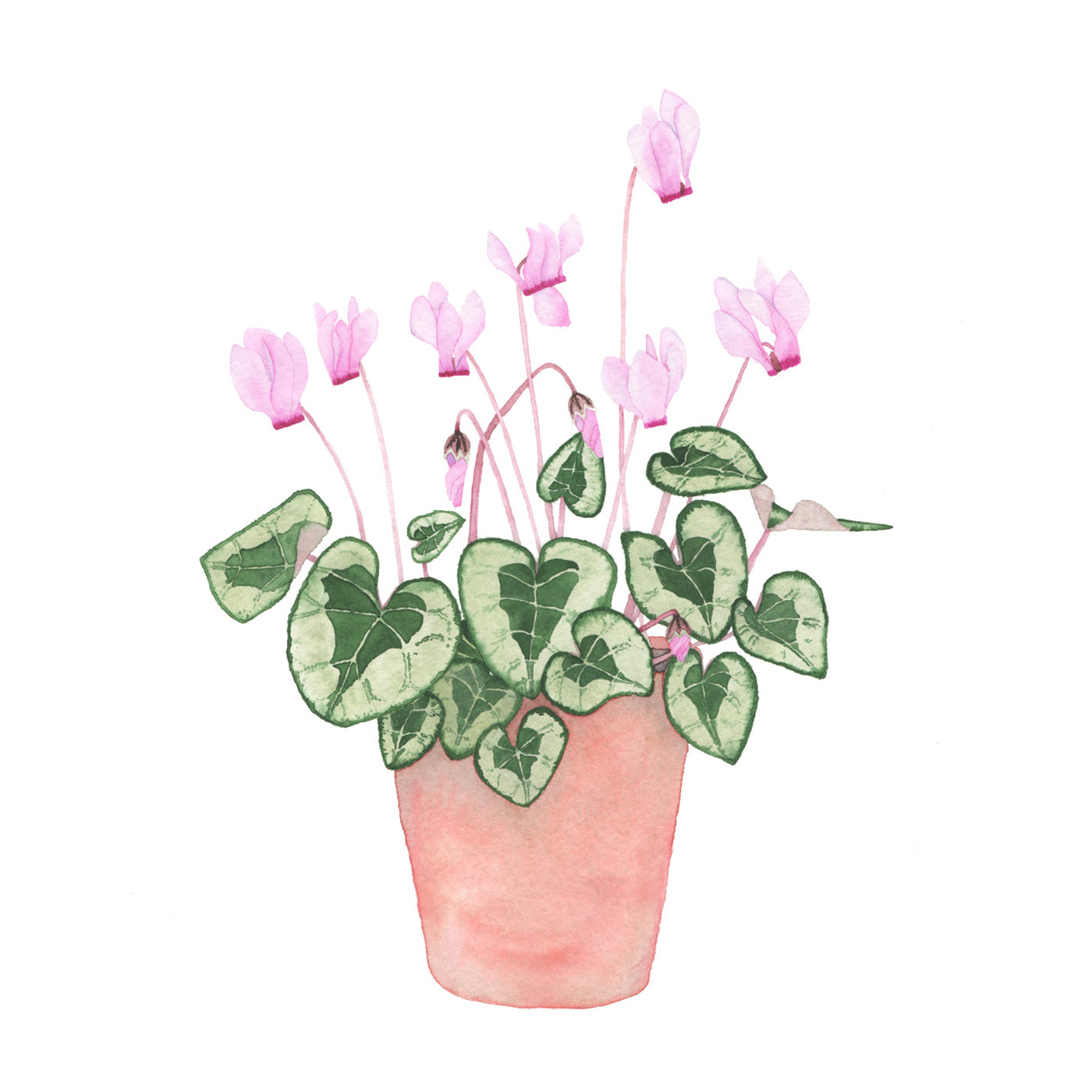 Pink Cyclamen in a Clay Pot by Anne Butera