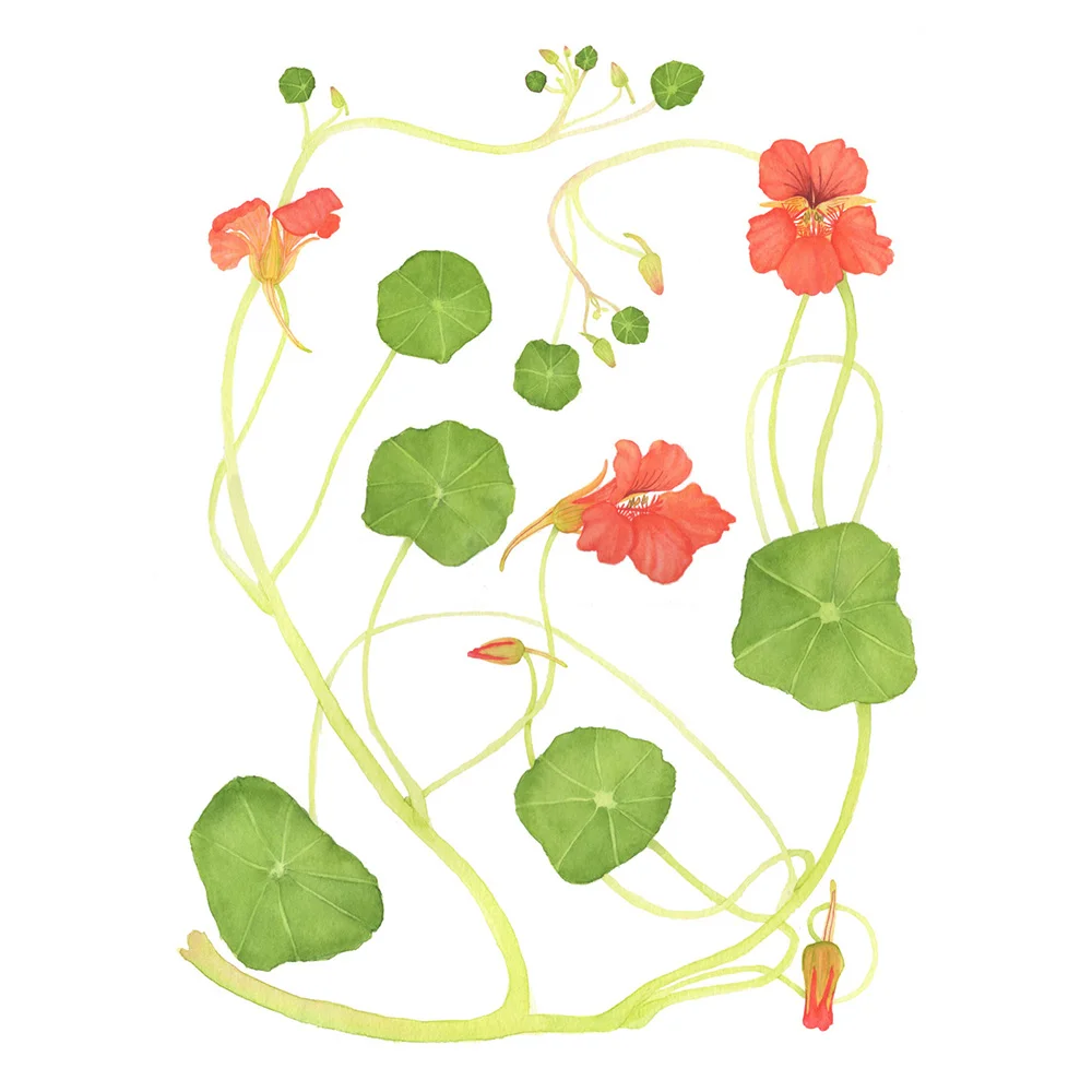 Orange Nasturtiums and Vines Watercolor by Anne Butera.jpg