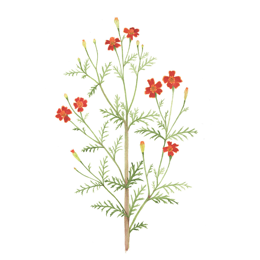 Red Gem Marigolds Watercolor Painting by Anne Butera.jpg