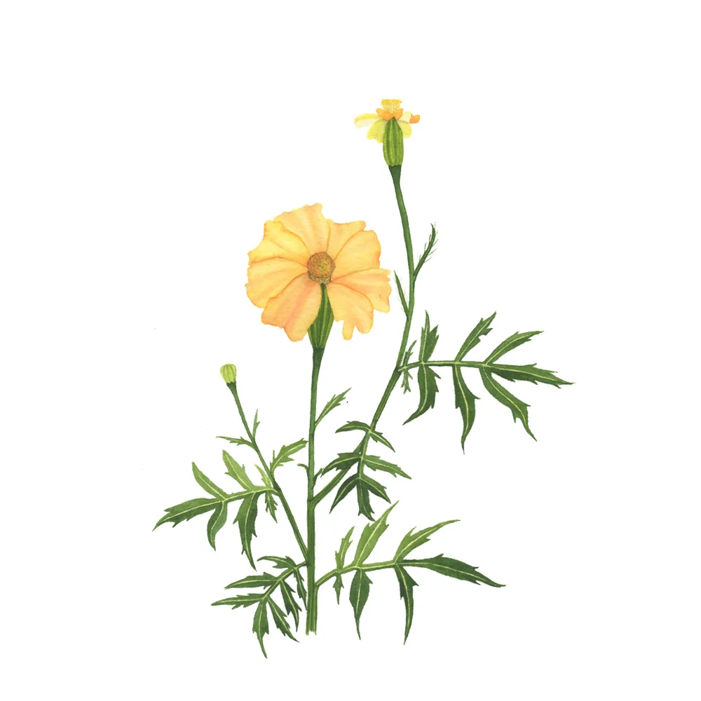 Yellow Marigolds Watercolor Painting by Anne Butera.jpg