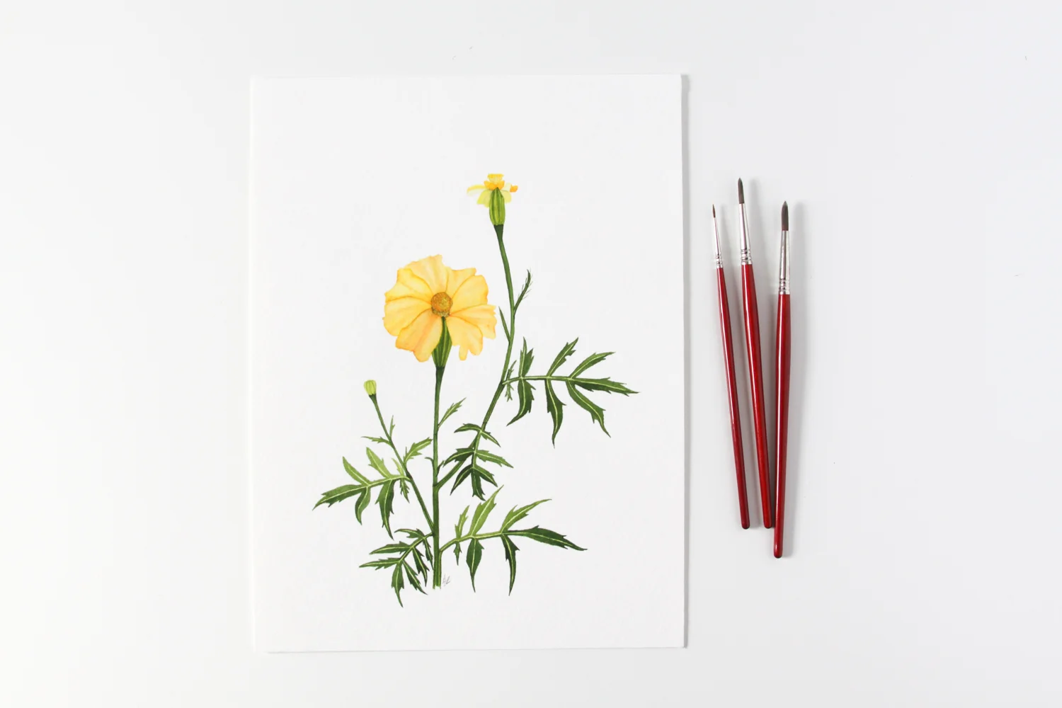 Yellow Marigolds 3.jpg