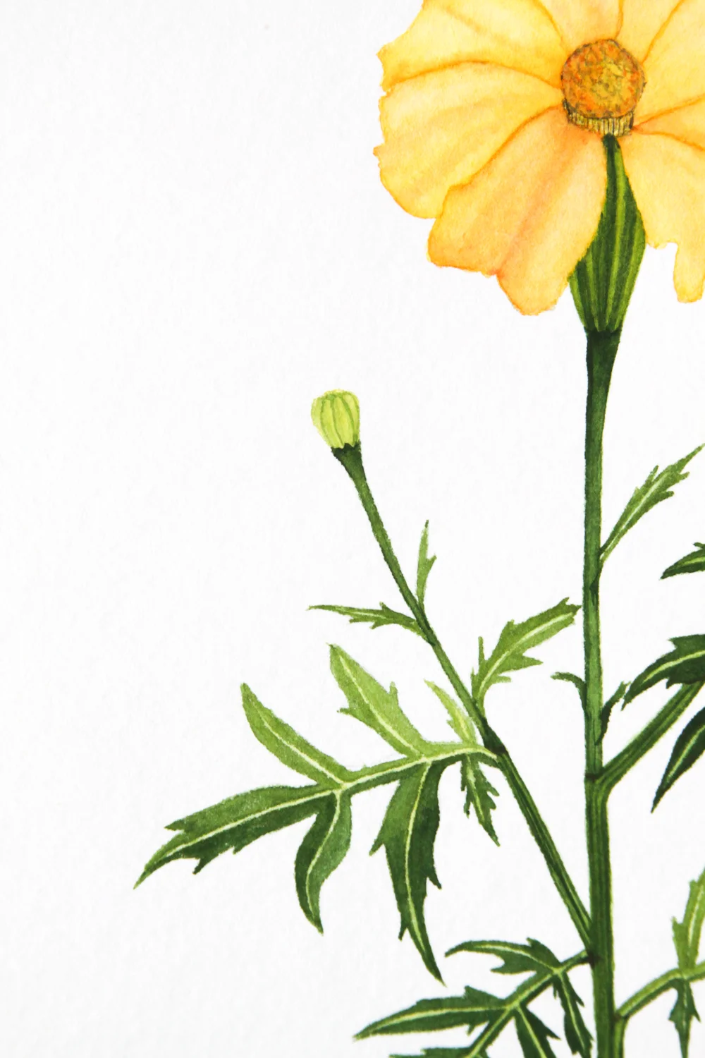Yellow Marigolds 2.jpg