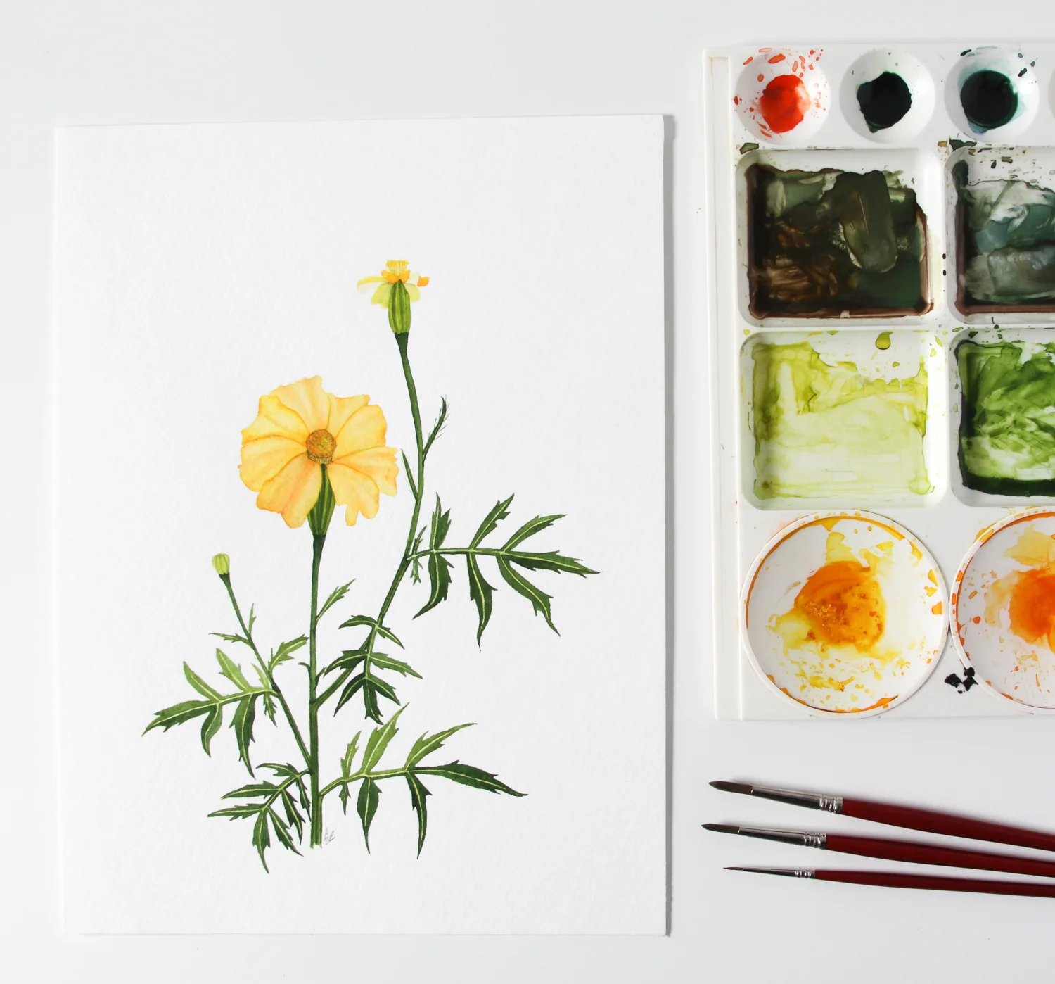 Yellow Marigolds 4.jpg