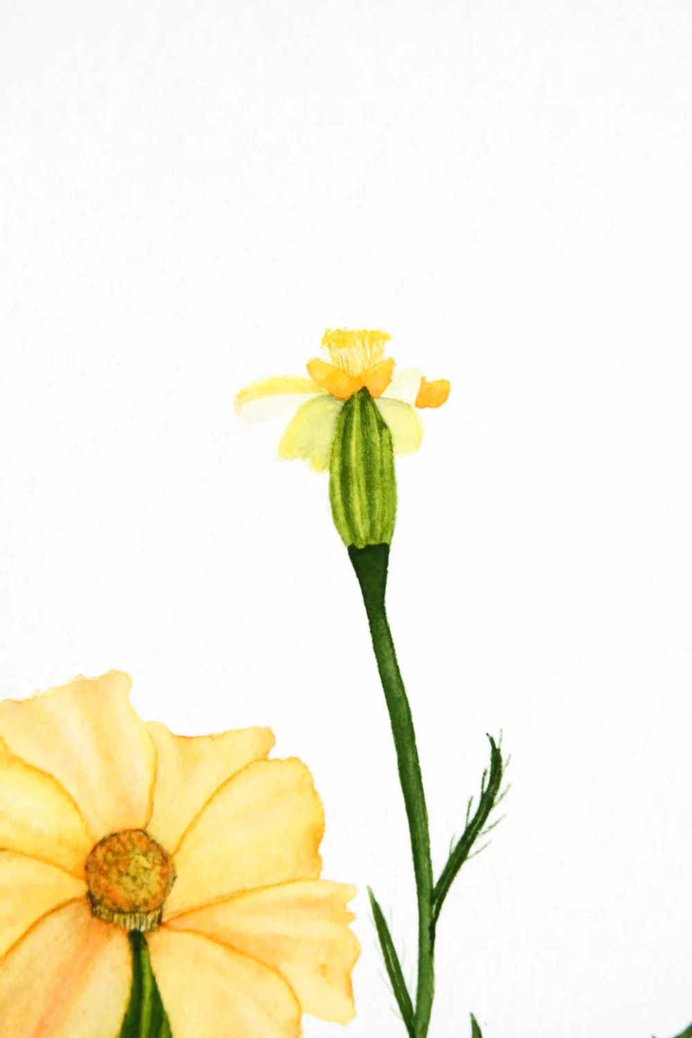 Yellow Marigolds 5.jpg