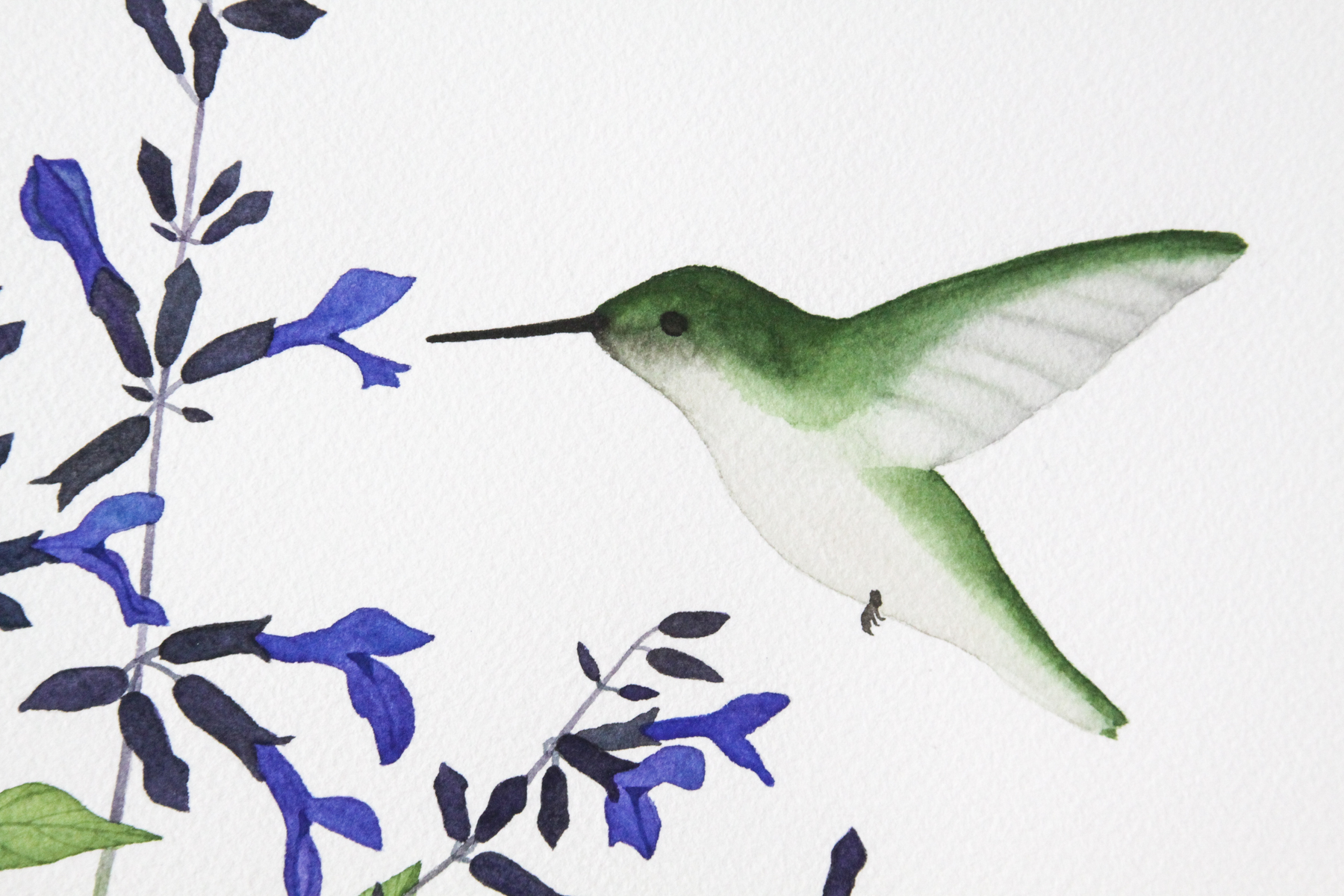 Salvia and Hummingbird 2.jpg