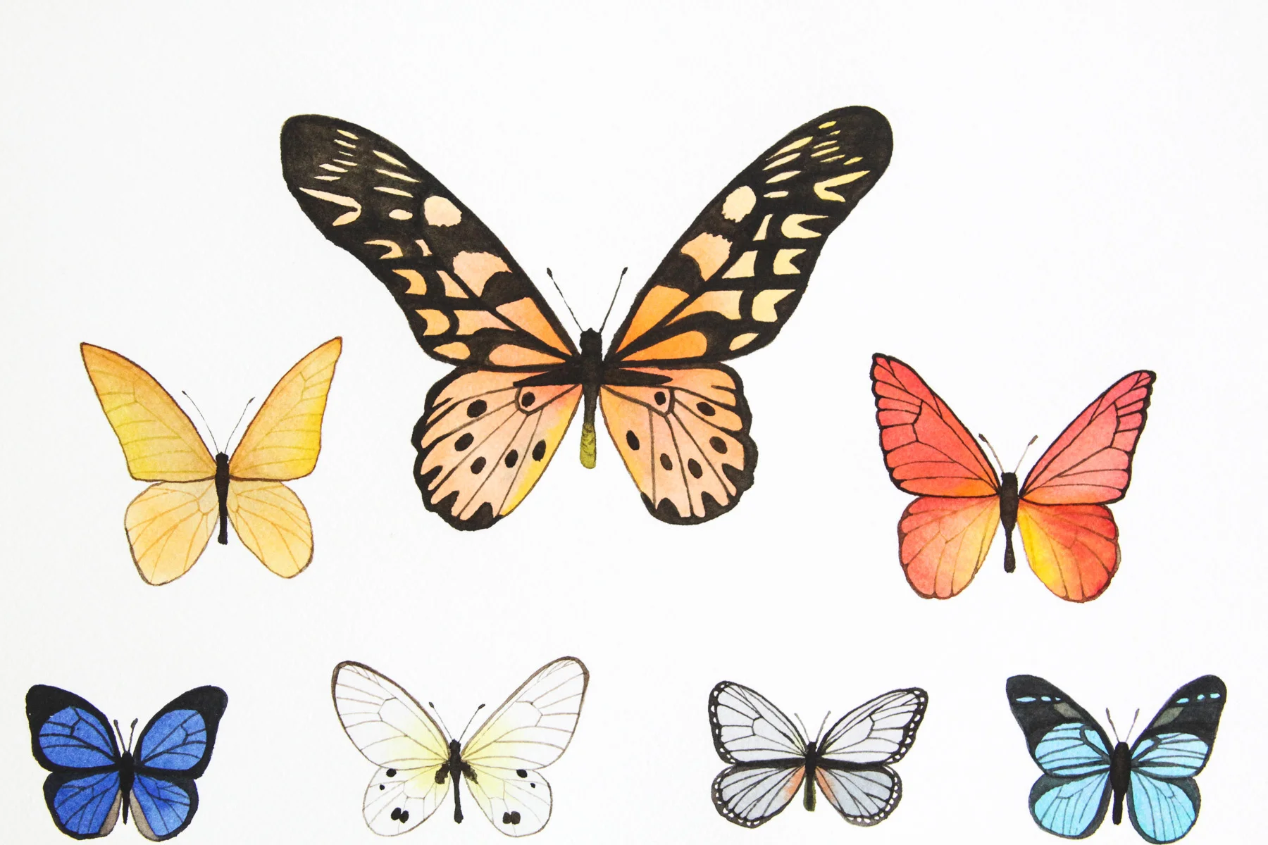 Butterfly 2 collection 5.jpg