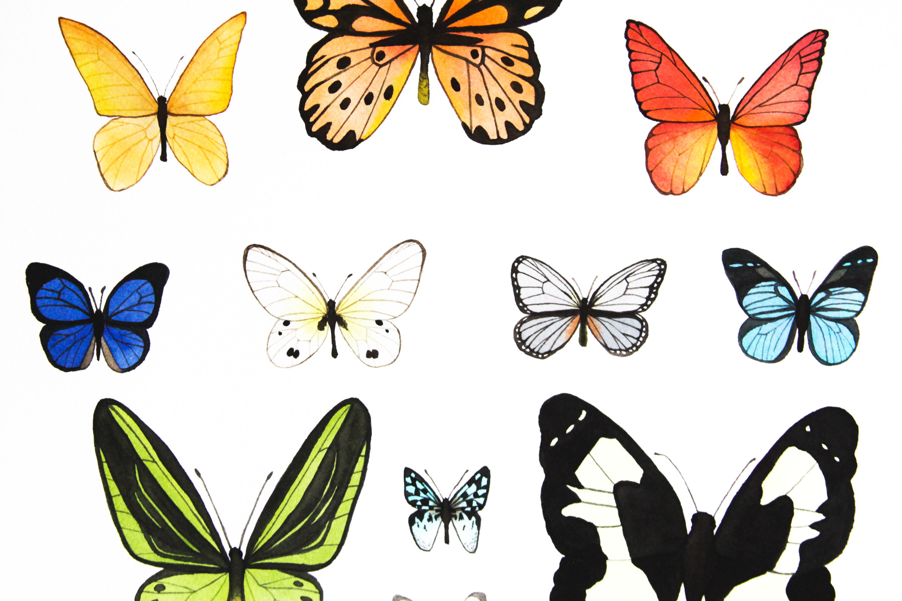 Butterfly 2 collection 4.jpg