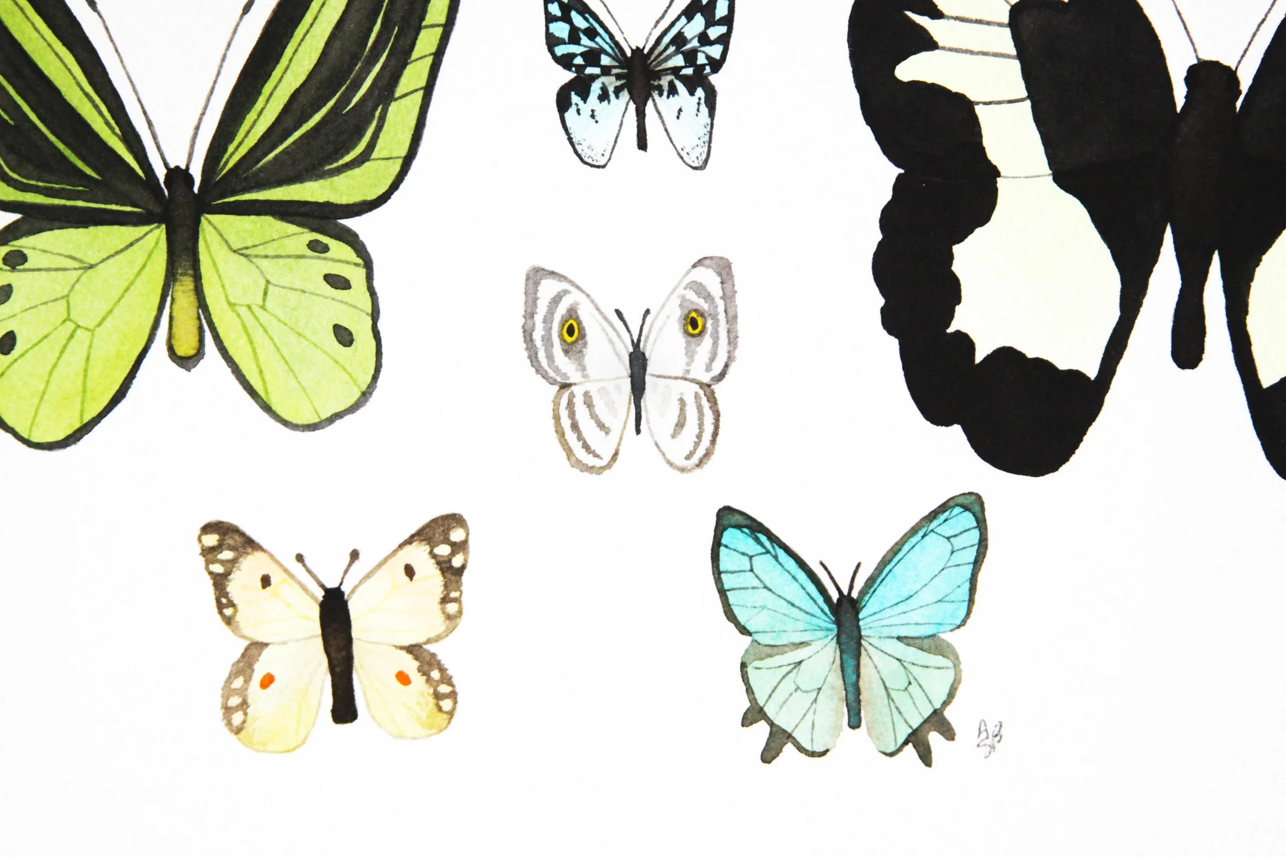 Butterfly 2 collection 6.jpg