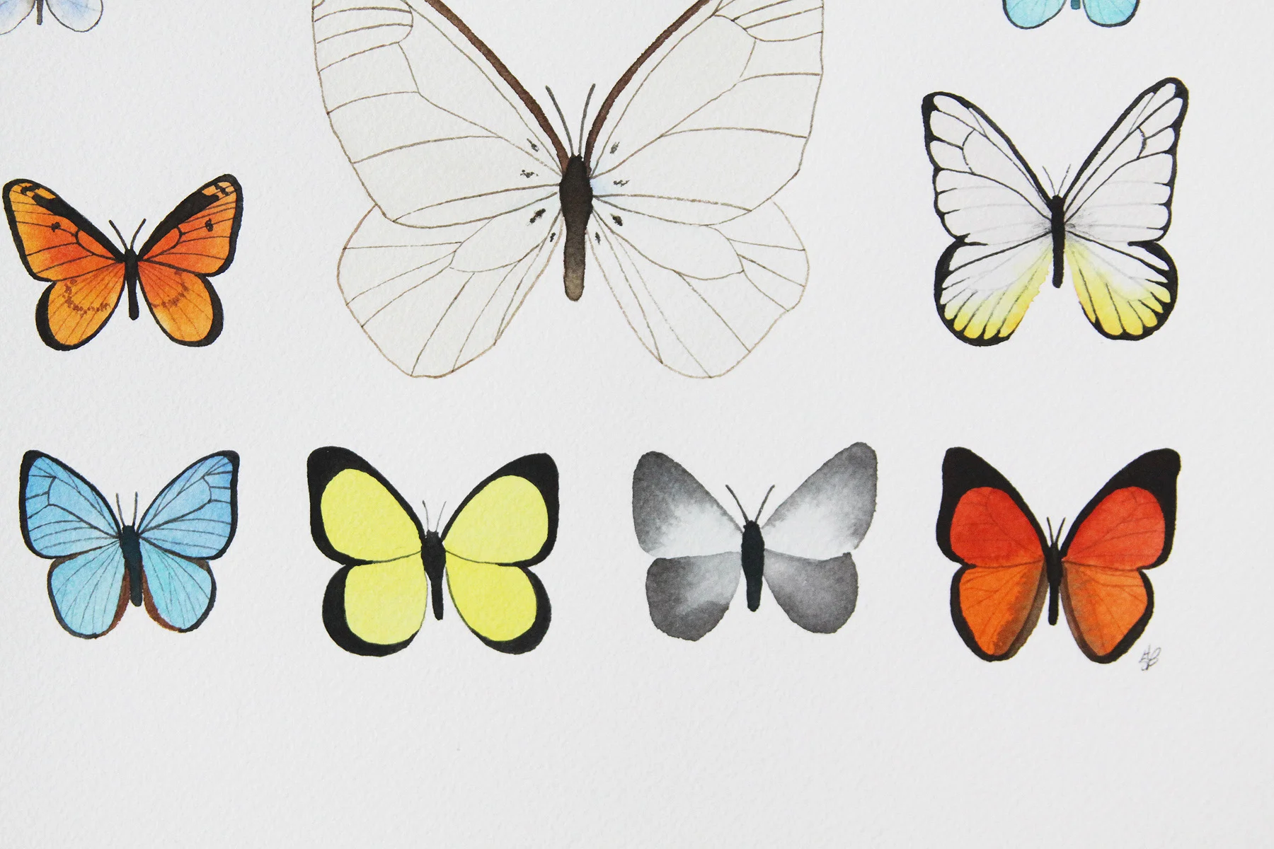 Butterfly 3 collection 2.jpg