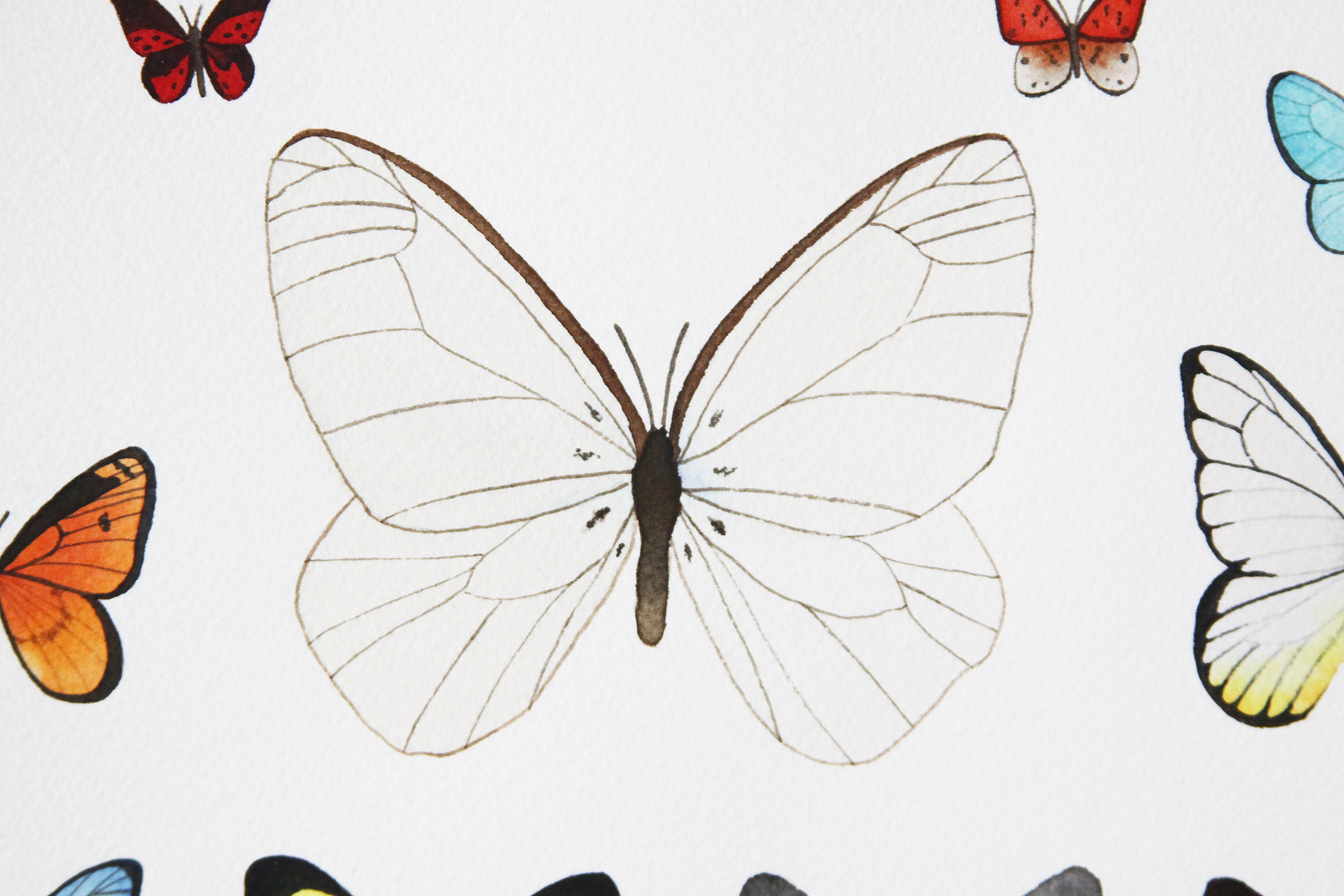 Butterfly 3 collection 3.jpg