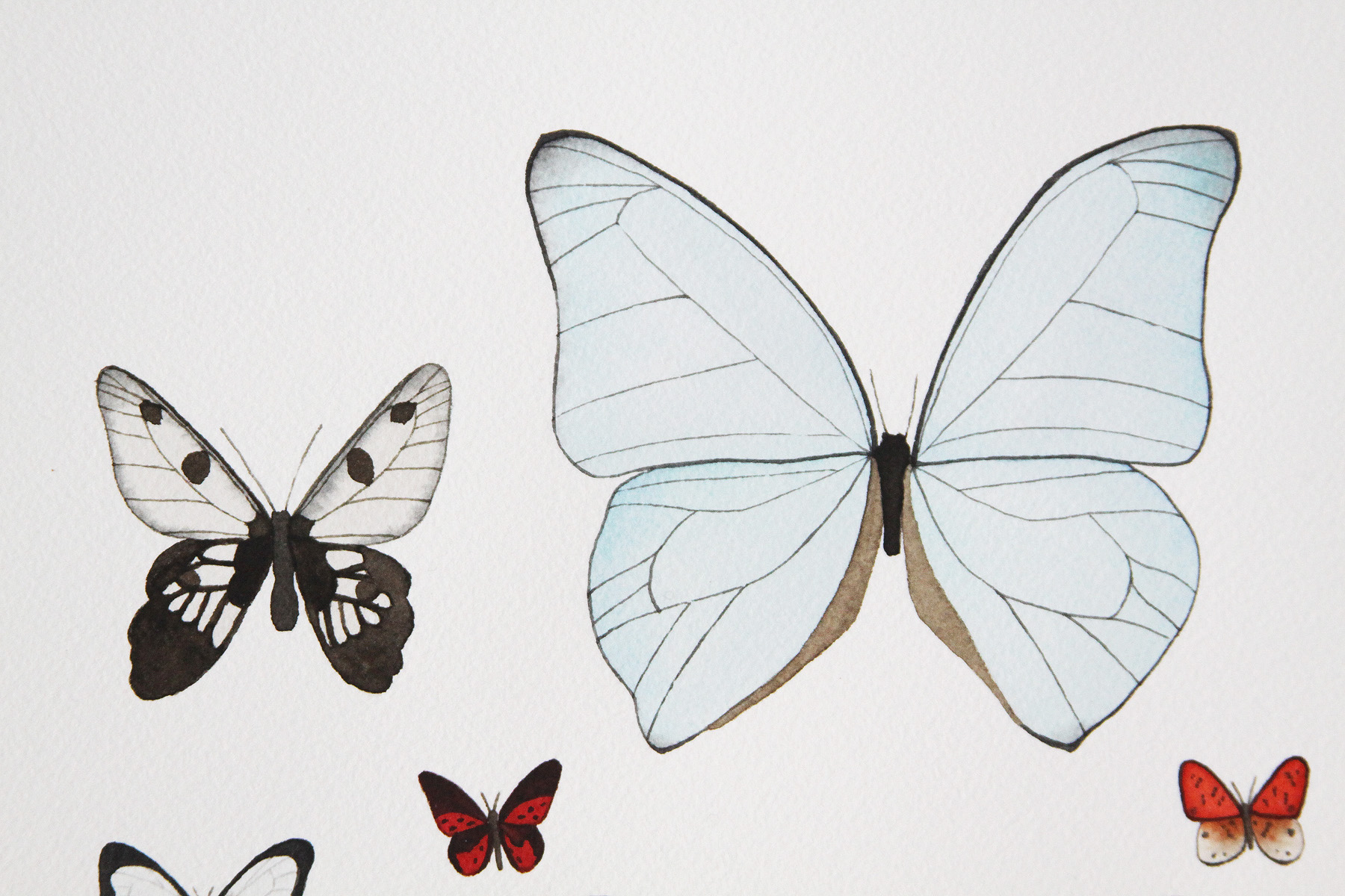 Butterfly 3 collection 5.jpg