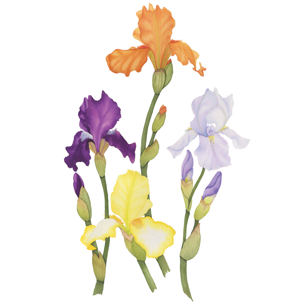 Four Colorful Spring Iris Stems Botanical Watercolor Painting by Anne Butera