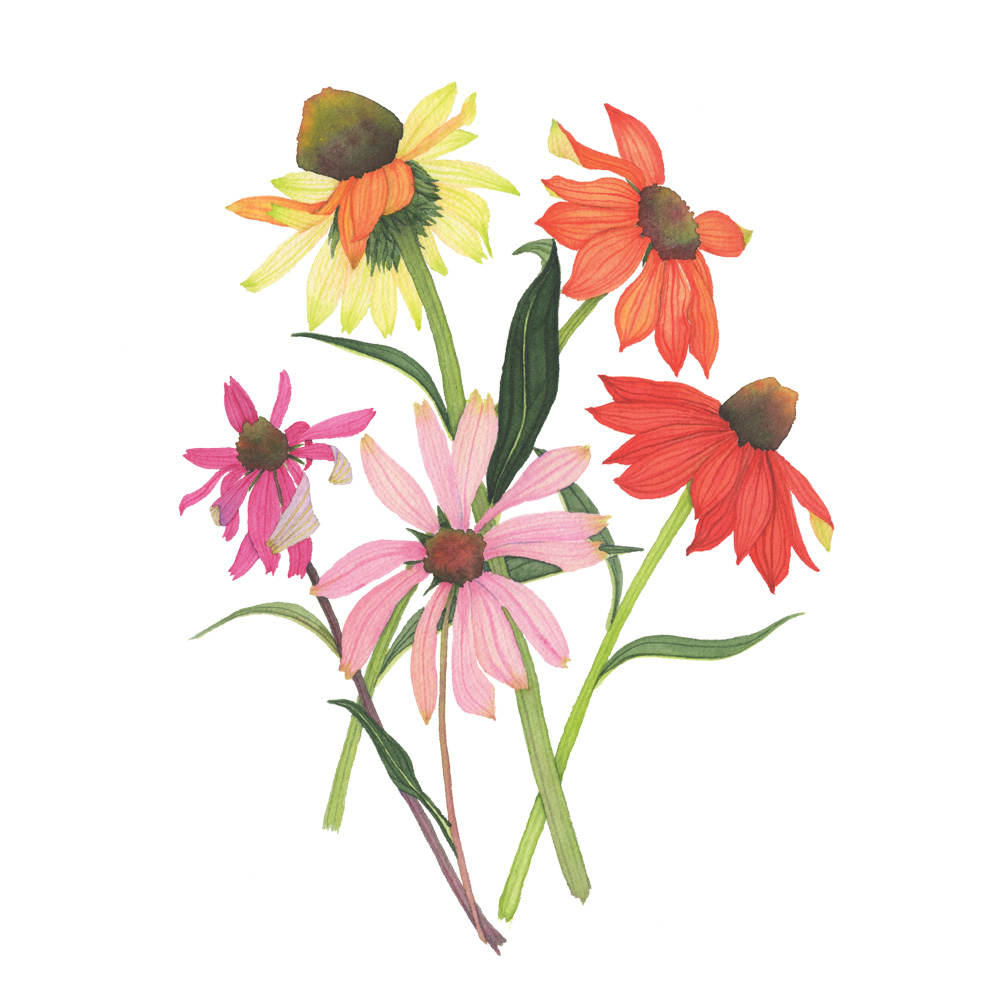 Colorful Coneflowers Botanical Watercolor