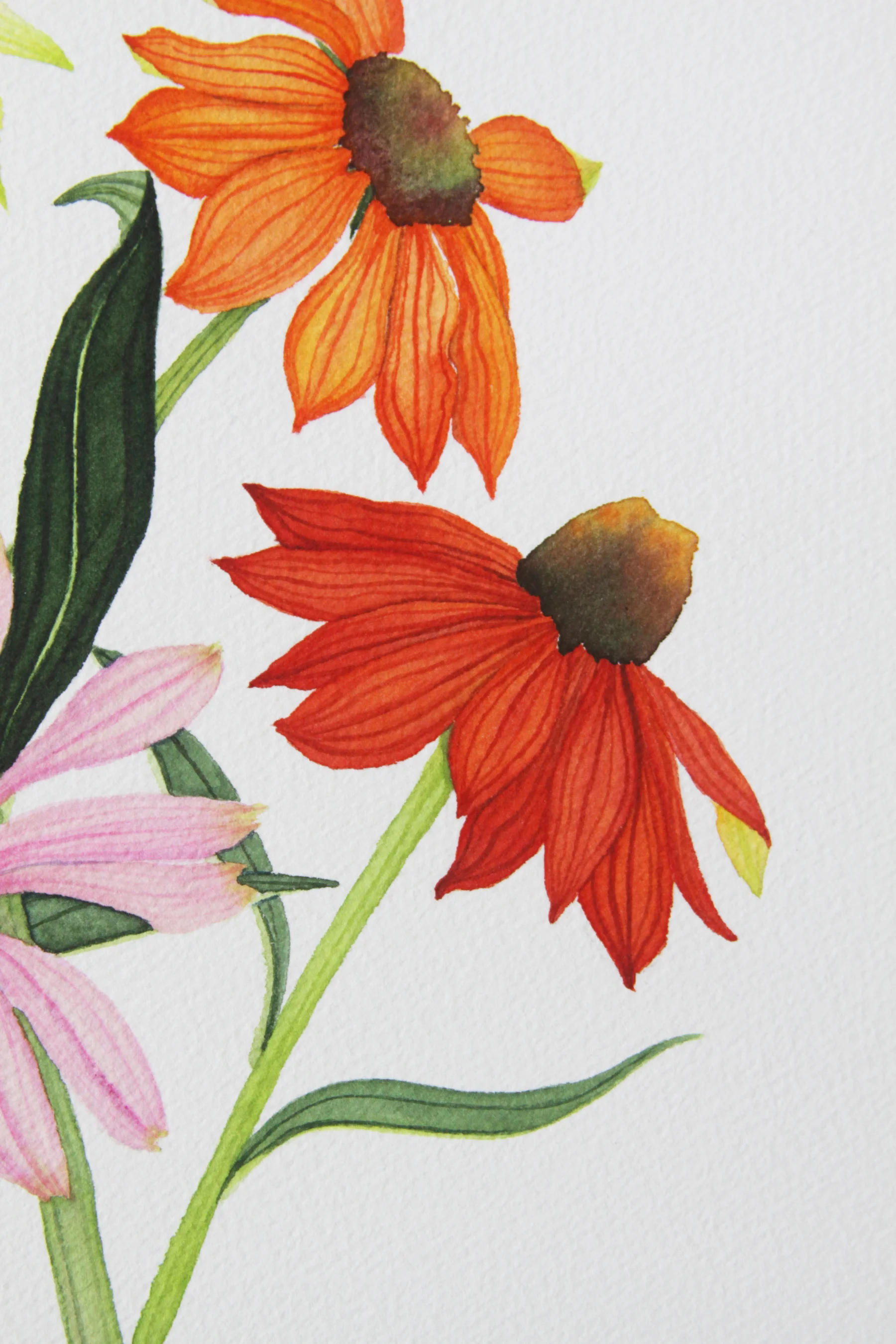 Colorful Coneflowers 5.jpg