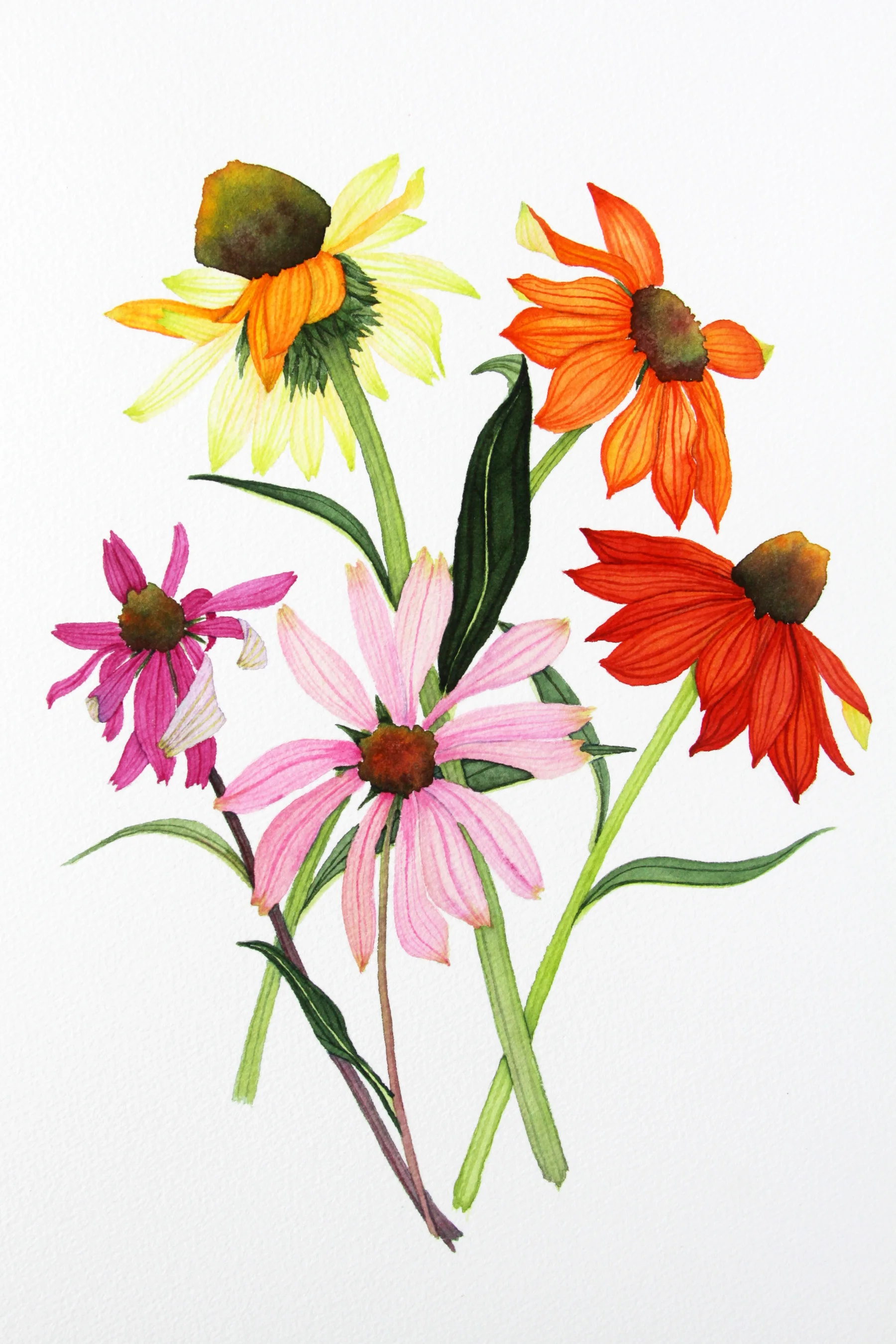 Colorful Coneflowers 1.jpg