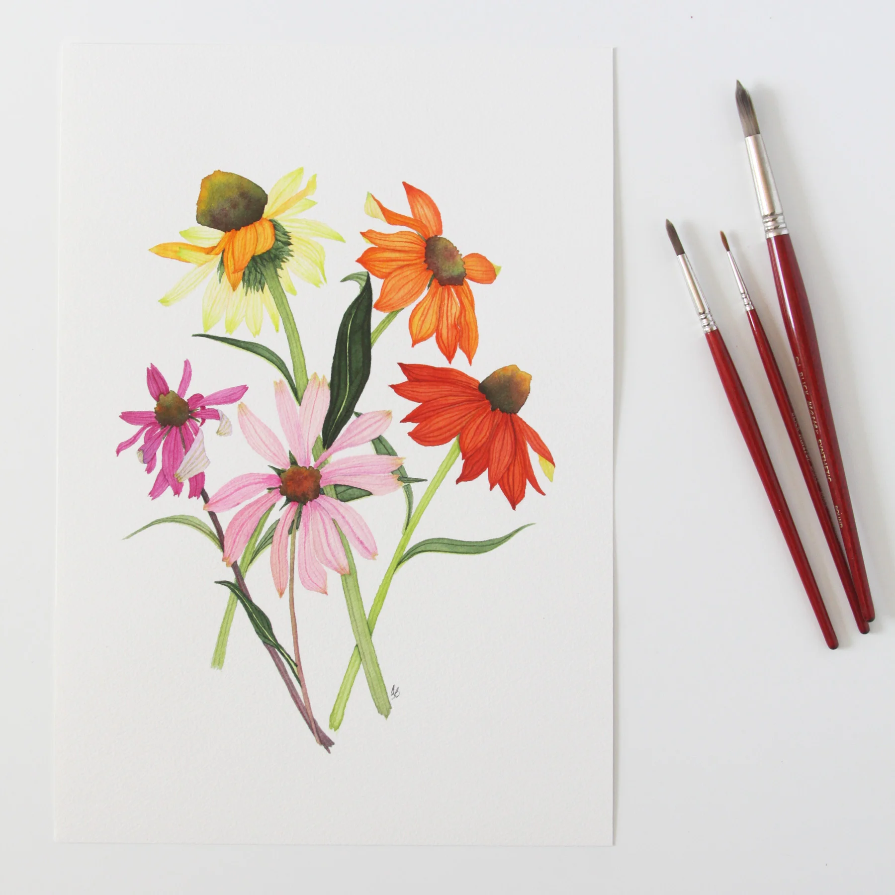 Colorful Coneflowers 7.jpg
