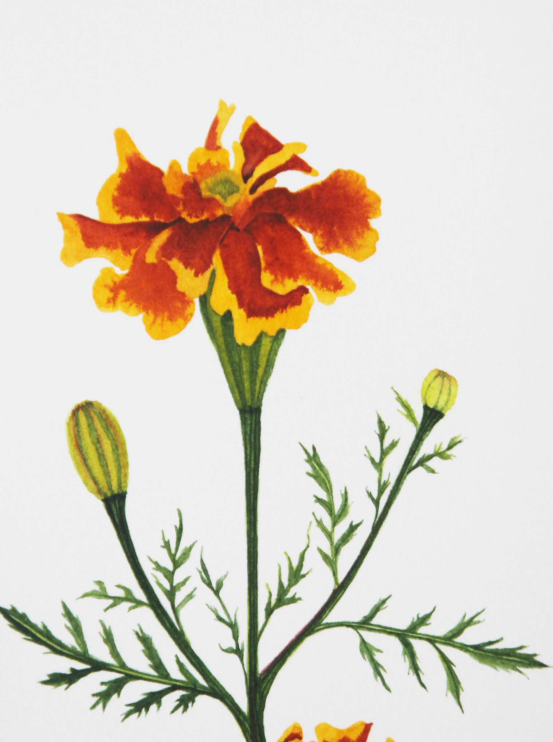 Orange Watercolor Marigolds 3.jpg