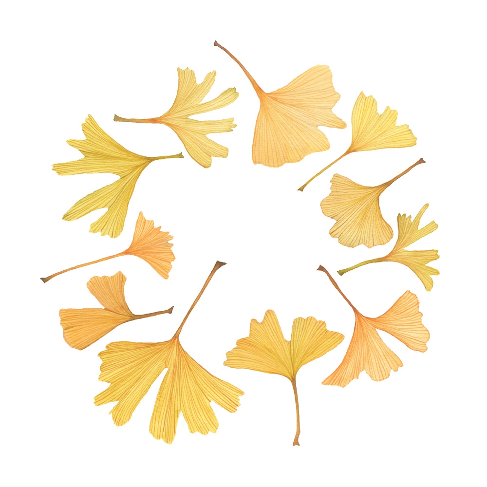 watercolor gingko leaf wreath
