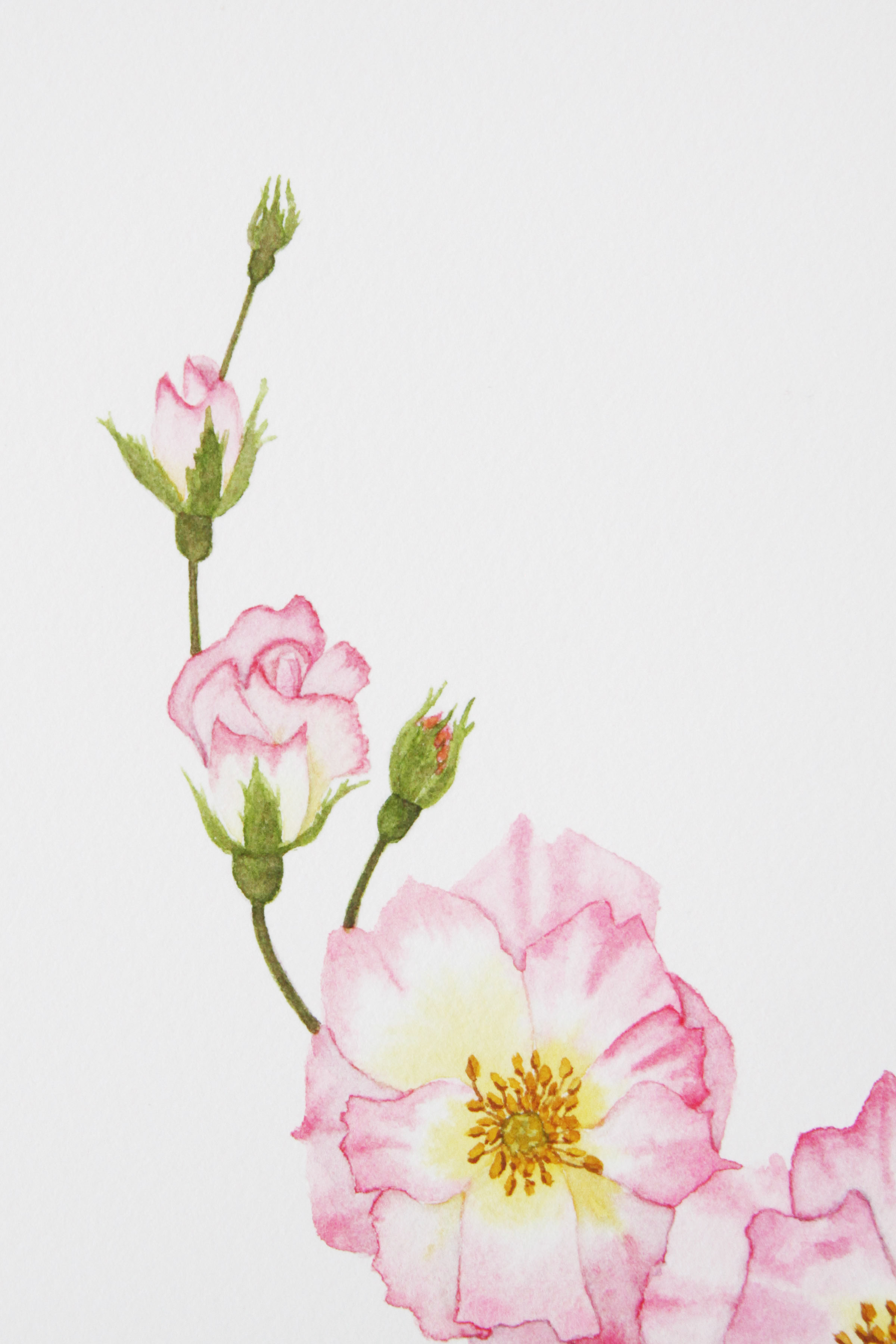 Rose Wreath 3.jpg