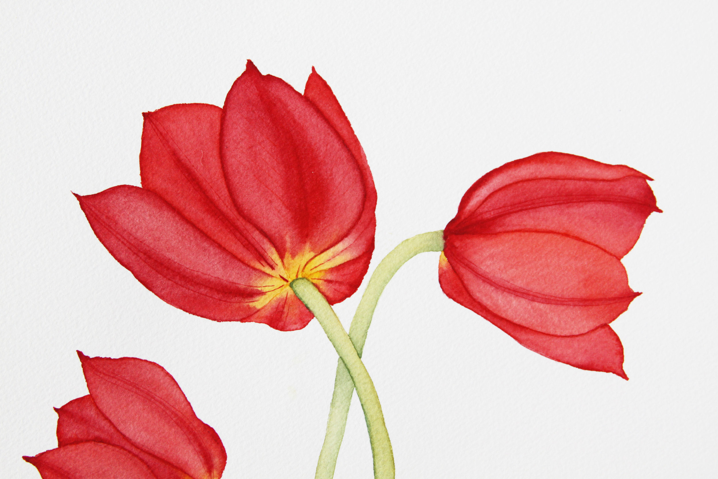 Tulips 1.jpg