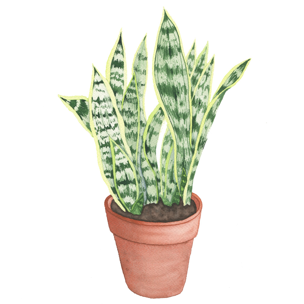 Large Snake Plant.jpg