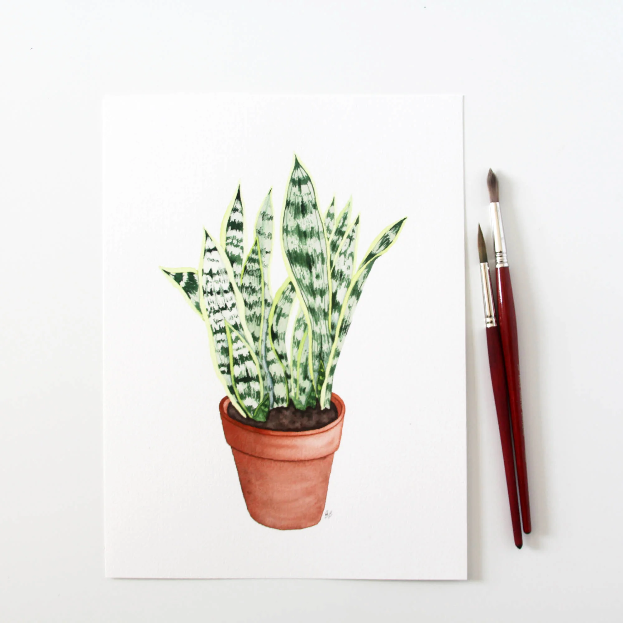 Large Snake Plant 1.jpg