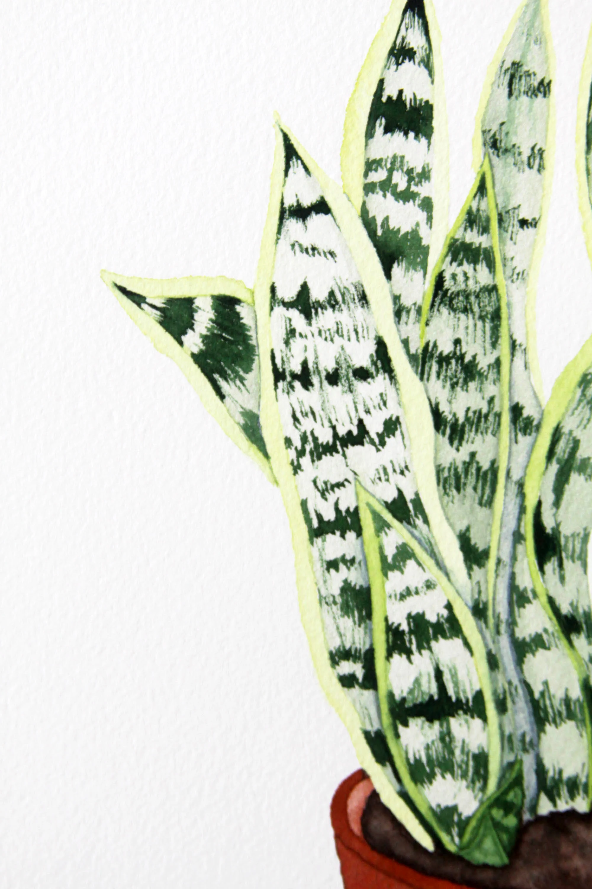 Large Snake Plant 2.jpg