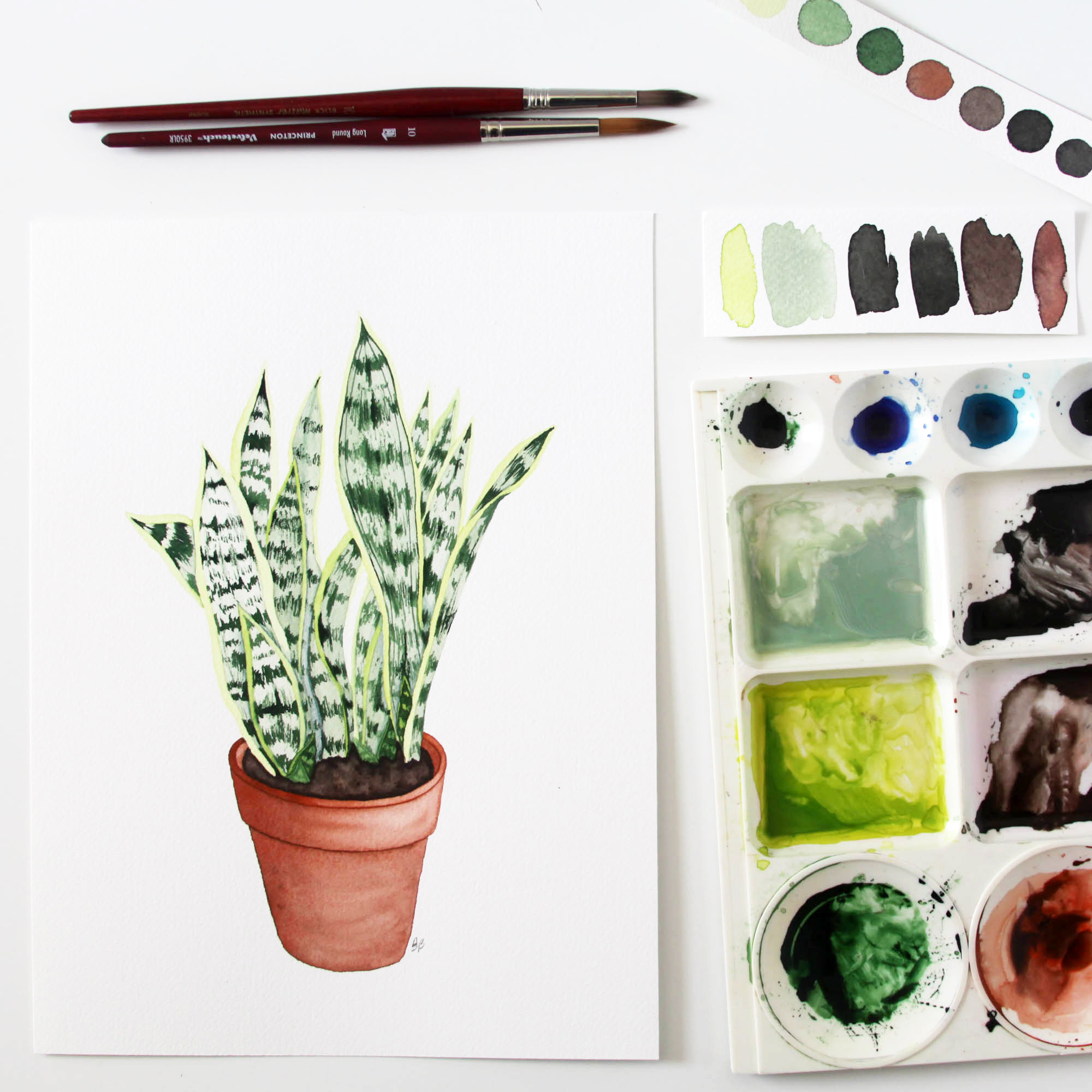Large Snake Plant 7.jpg