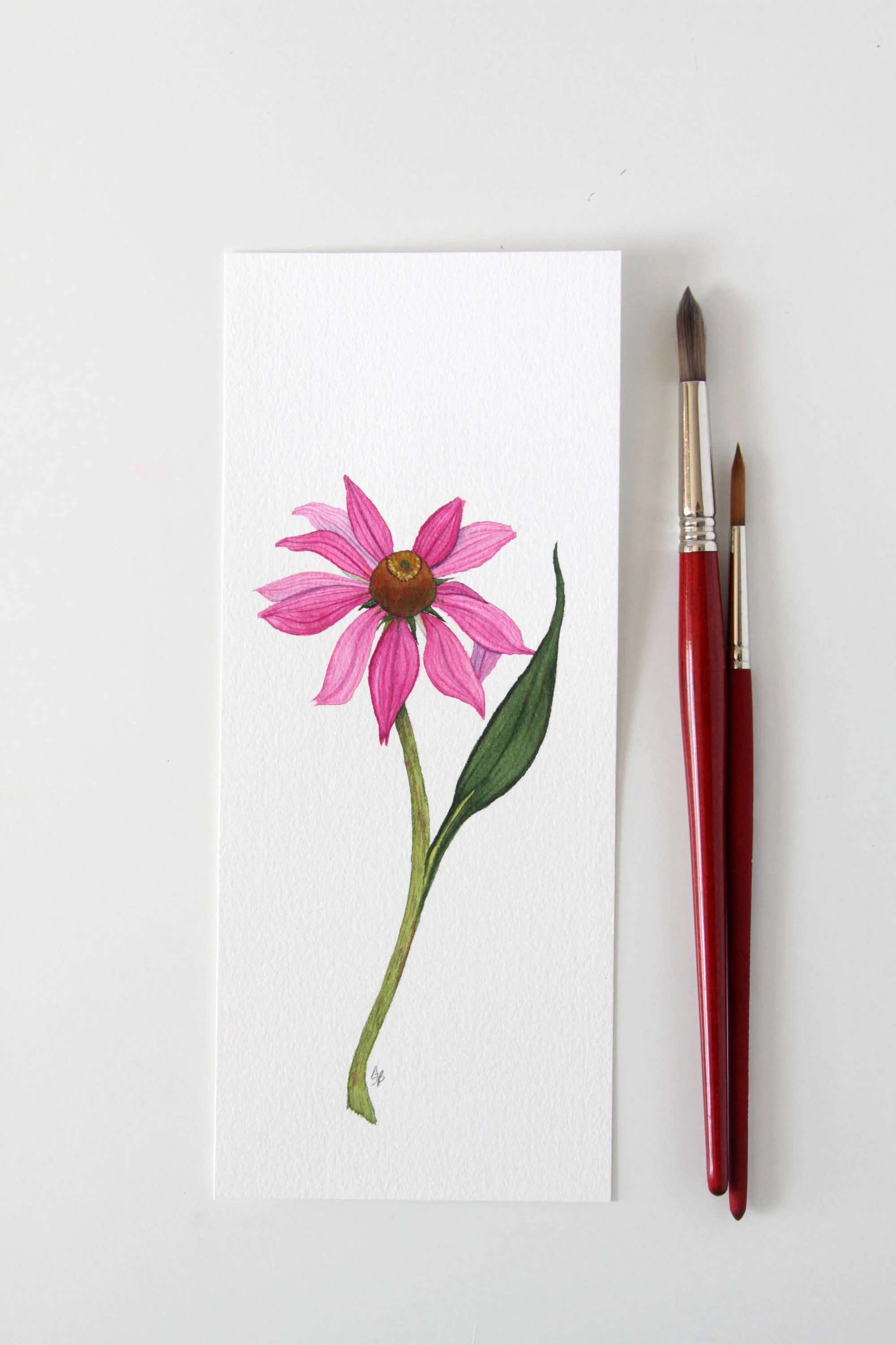Dark Pink Coneflower 1.jpg