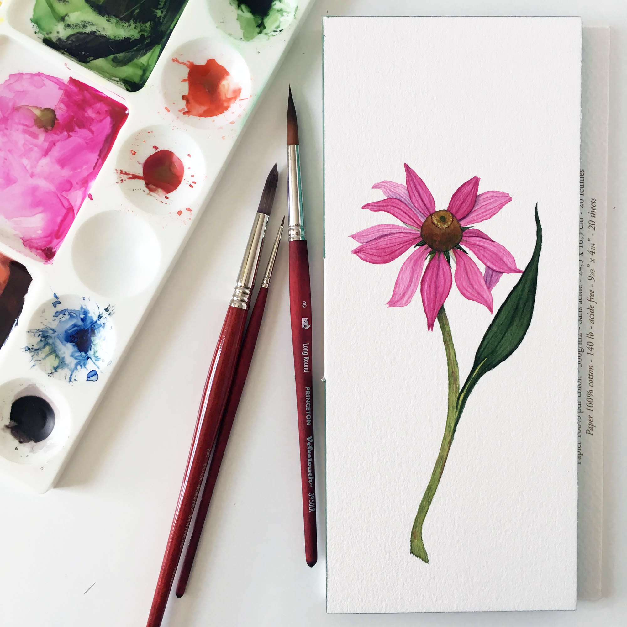 Dark Pink Coneflower 7.jpg